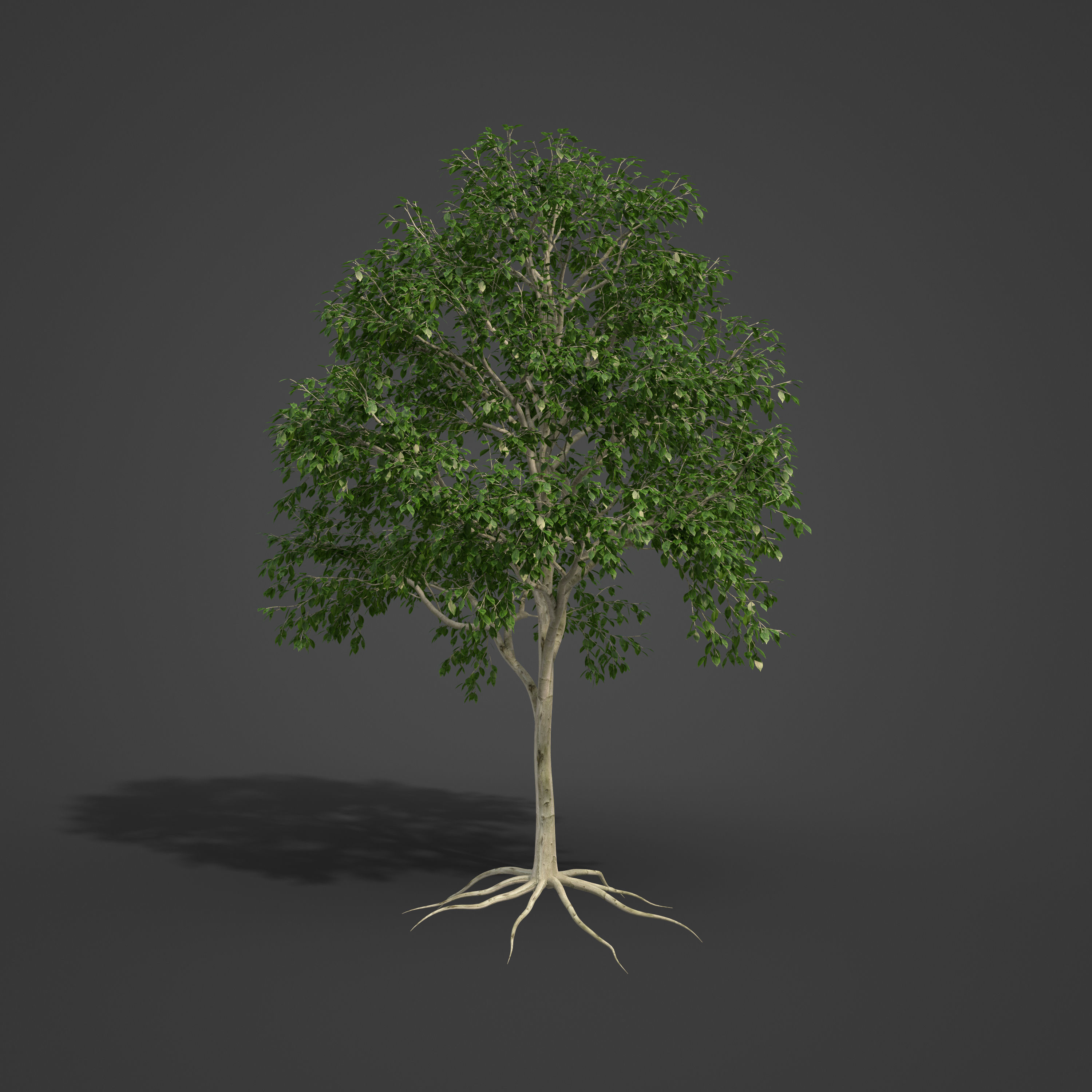 2021 PBR American Beech Collection - Fagus Grandifolia 3D model_5