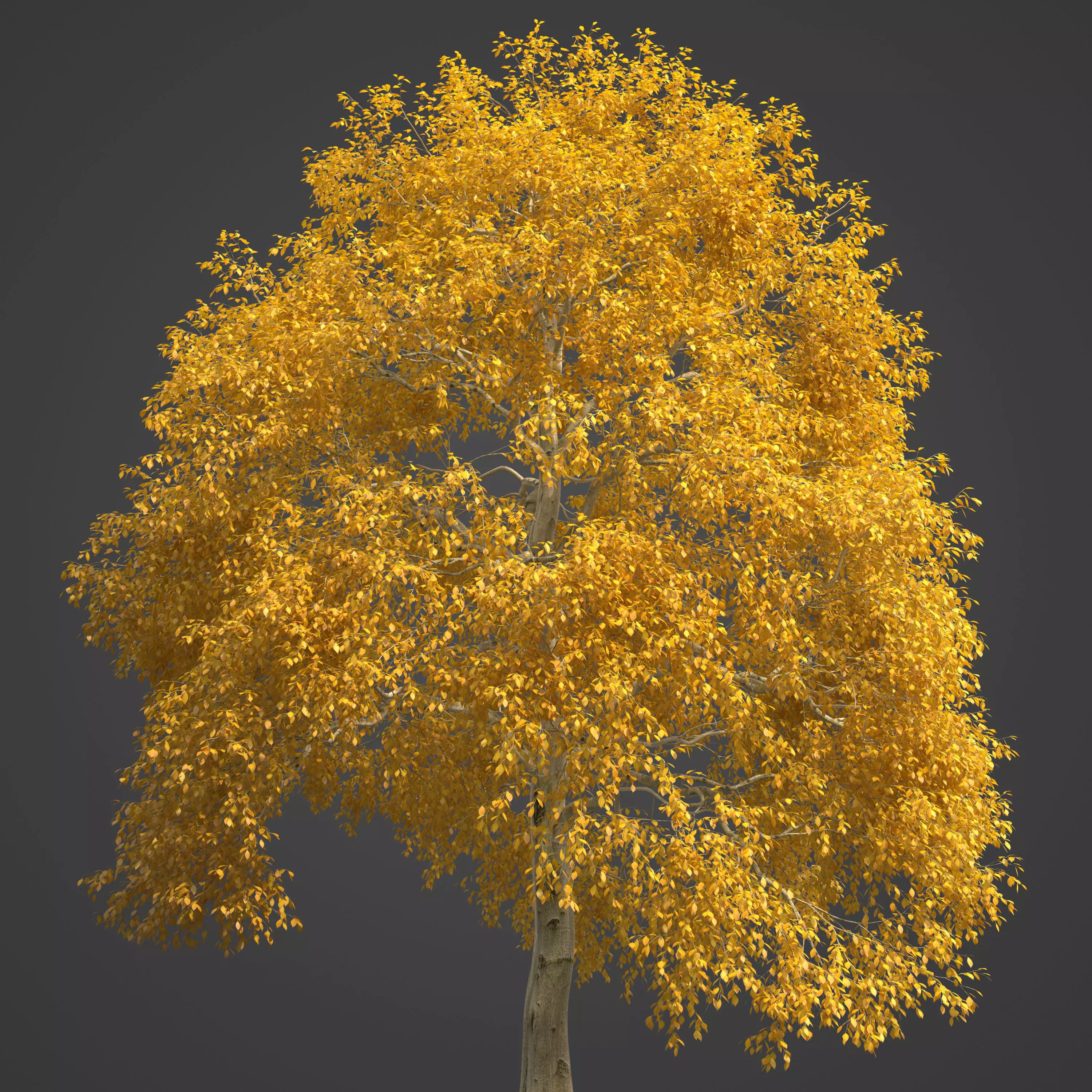 2021 PBR American Beech Collection - Fagus Grandifolia 3D model_0