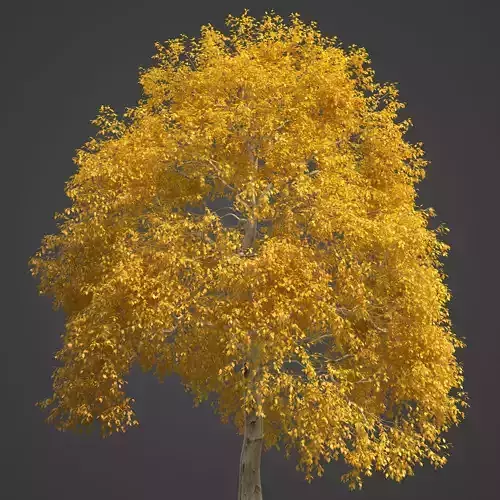 2021 PBR American Beech Collection - Fagus Grandifolia  3D model