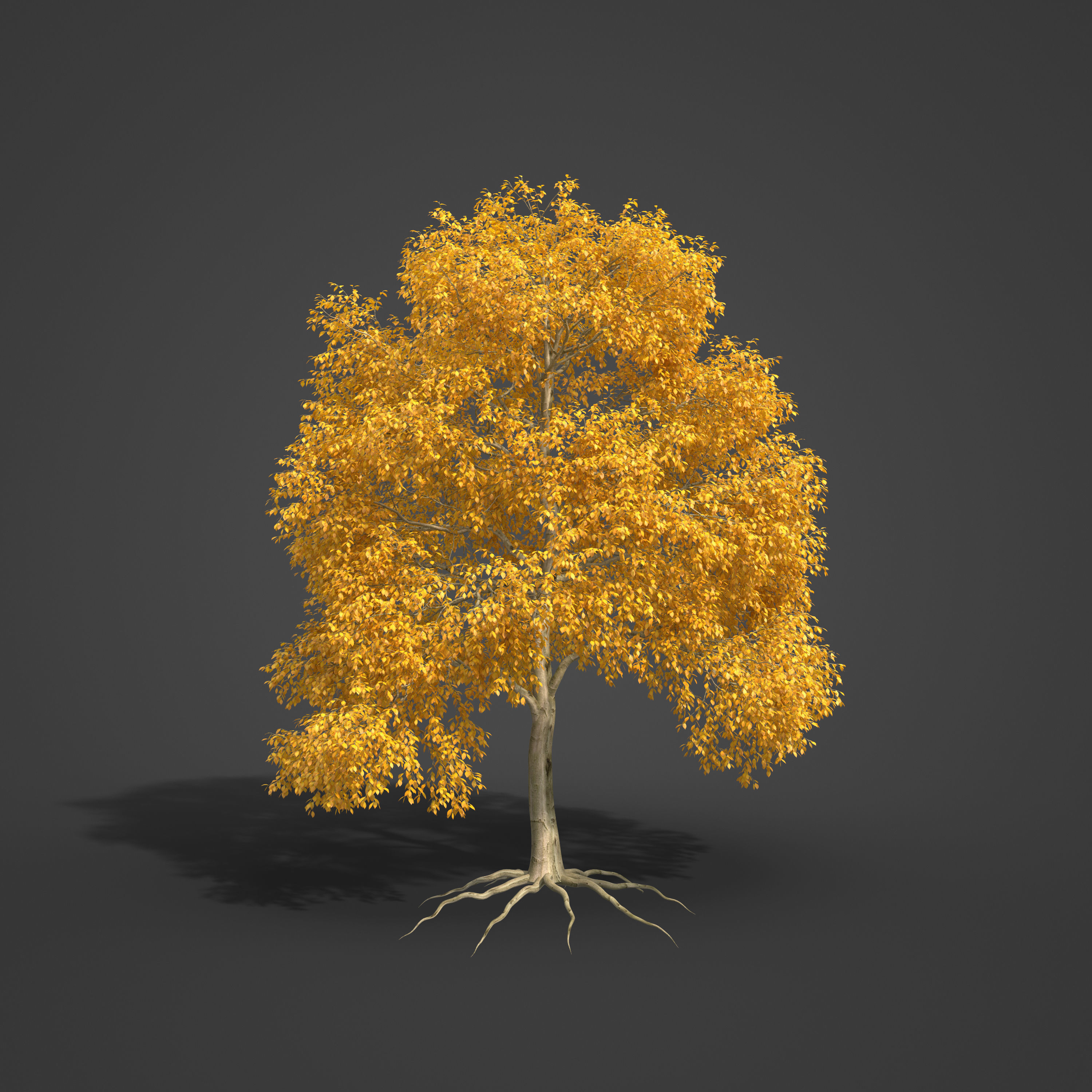 2021 PBR American Beech Collection - Fagus Grandifolia 3D model_6