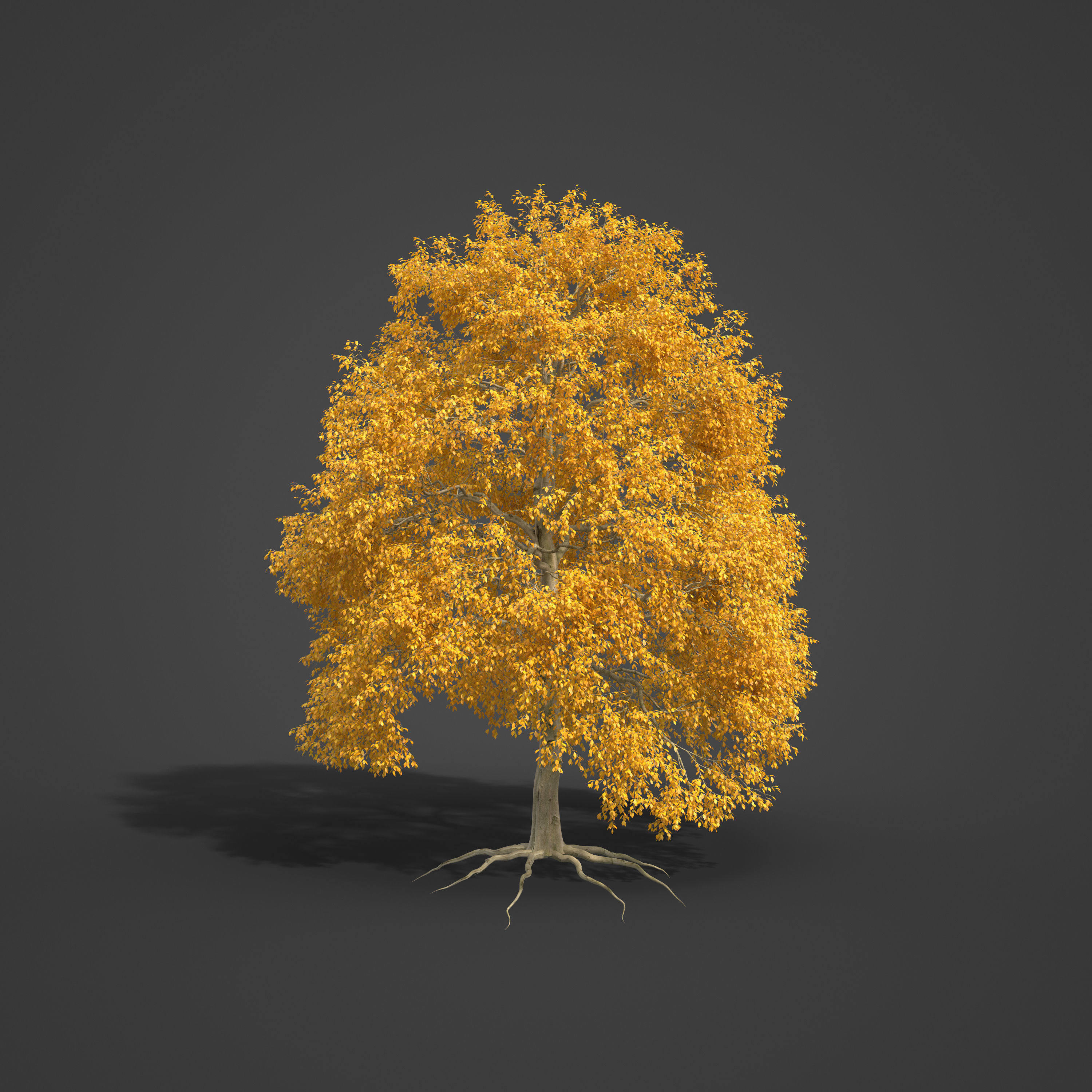 2021 PBR American Beech Collection - Fagus Grandifolia 3D model_7