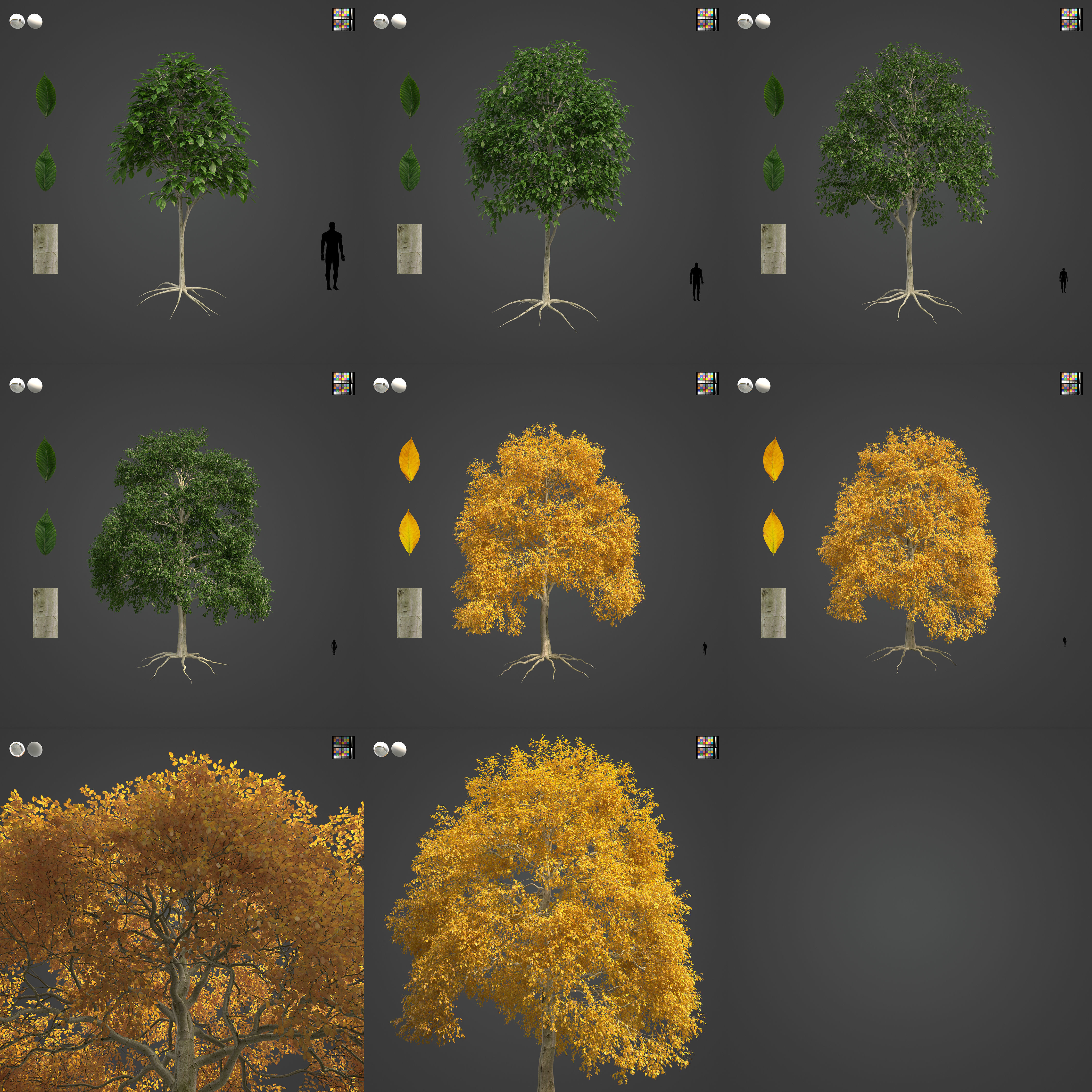 2021 PBR American Beech Collection - Fagus Grandifolia 3D model_3