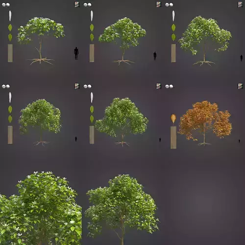 2021 PBR Umbrella Magnolia Collection - Magnolia Tripetala 