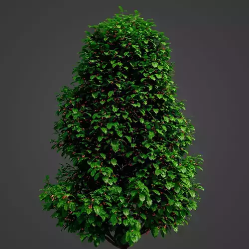 2021 PBR Holly Collection - Ilex Aquifolium 