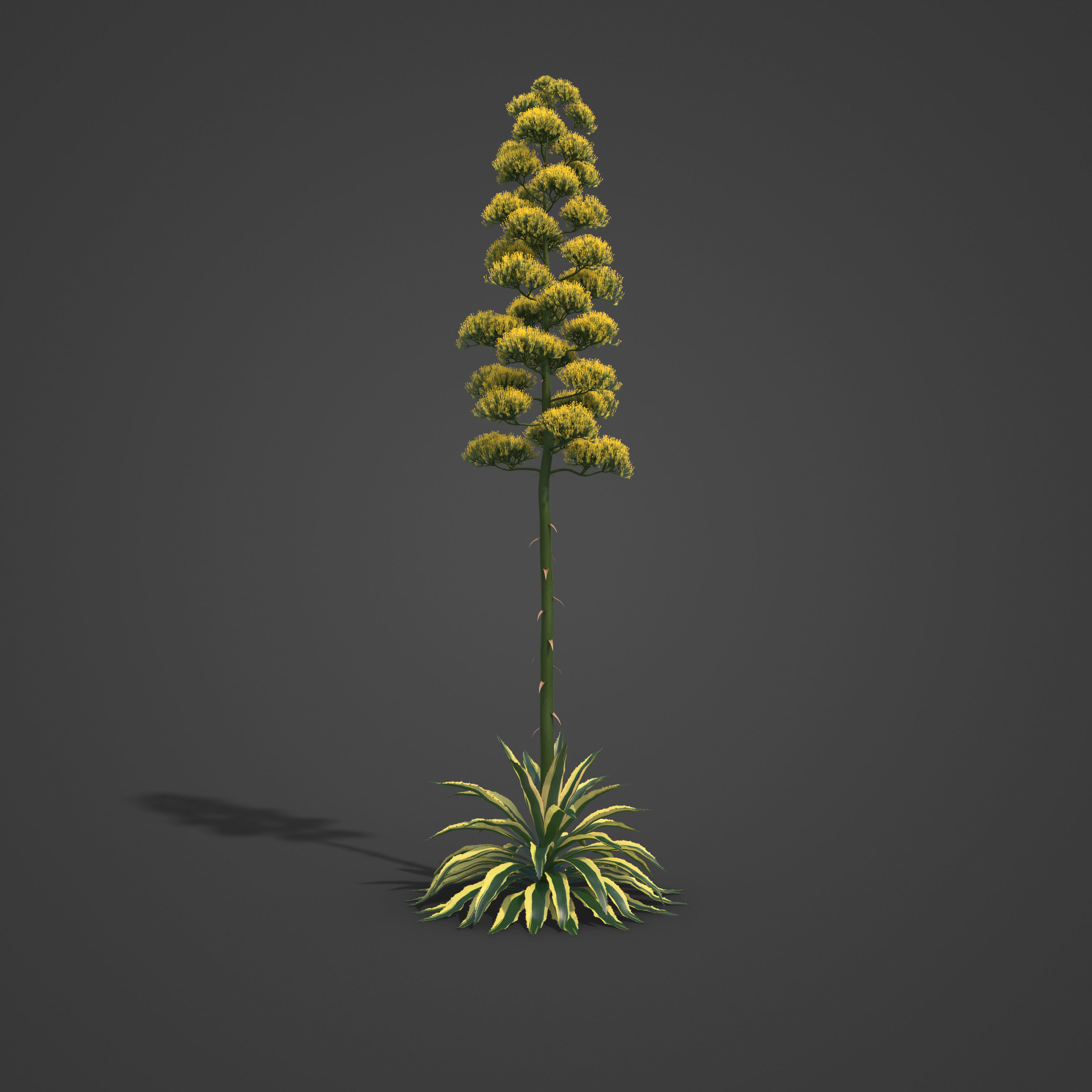 2021 PBR Century Agave Collection - Agave Americana 3D model_7