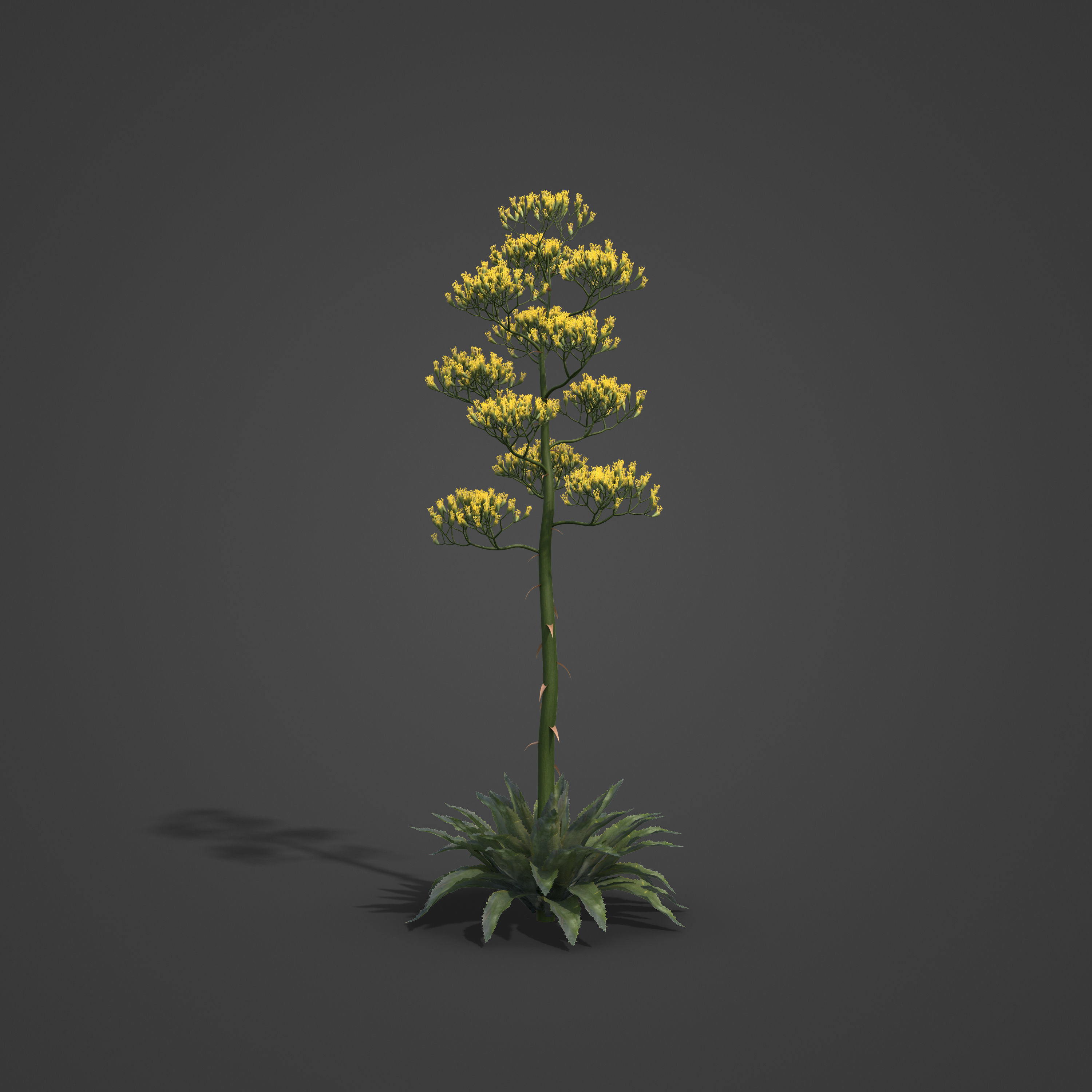 2021 PBR Century Agave Collection - Agave Americana 3D model_4