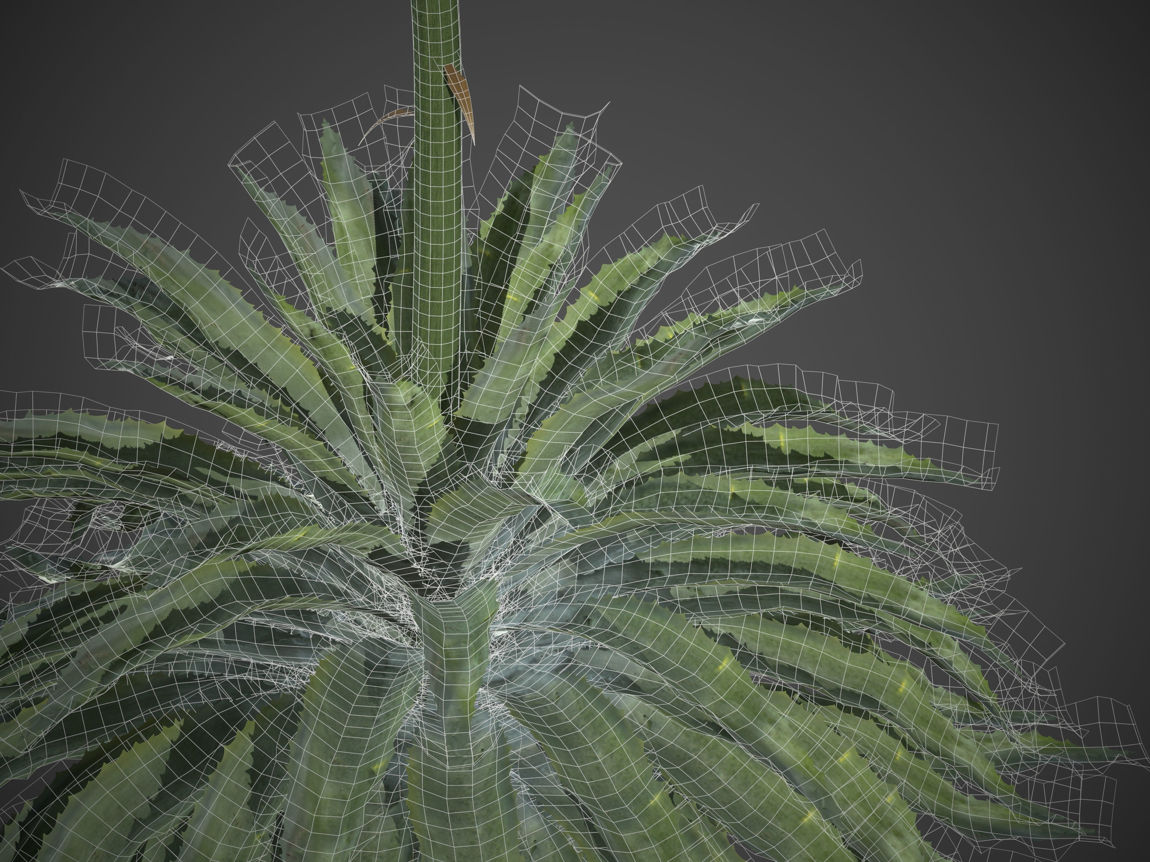 2021 PBR Century Agave Collection - Agave Americana 3D model_11