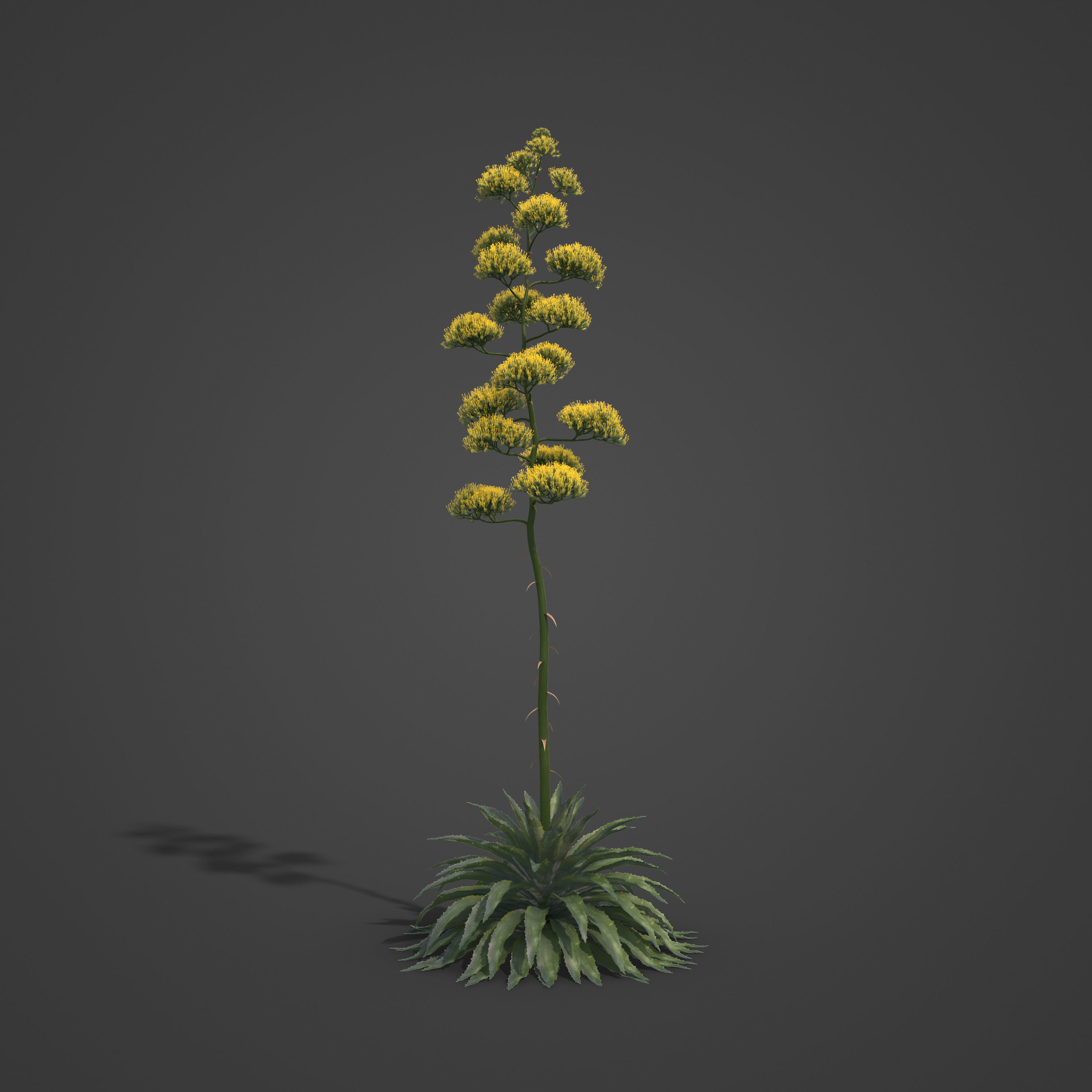 2021 PBR Century Agave Collection - Agave Americana 3D model_5