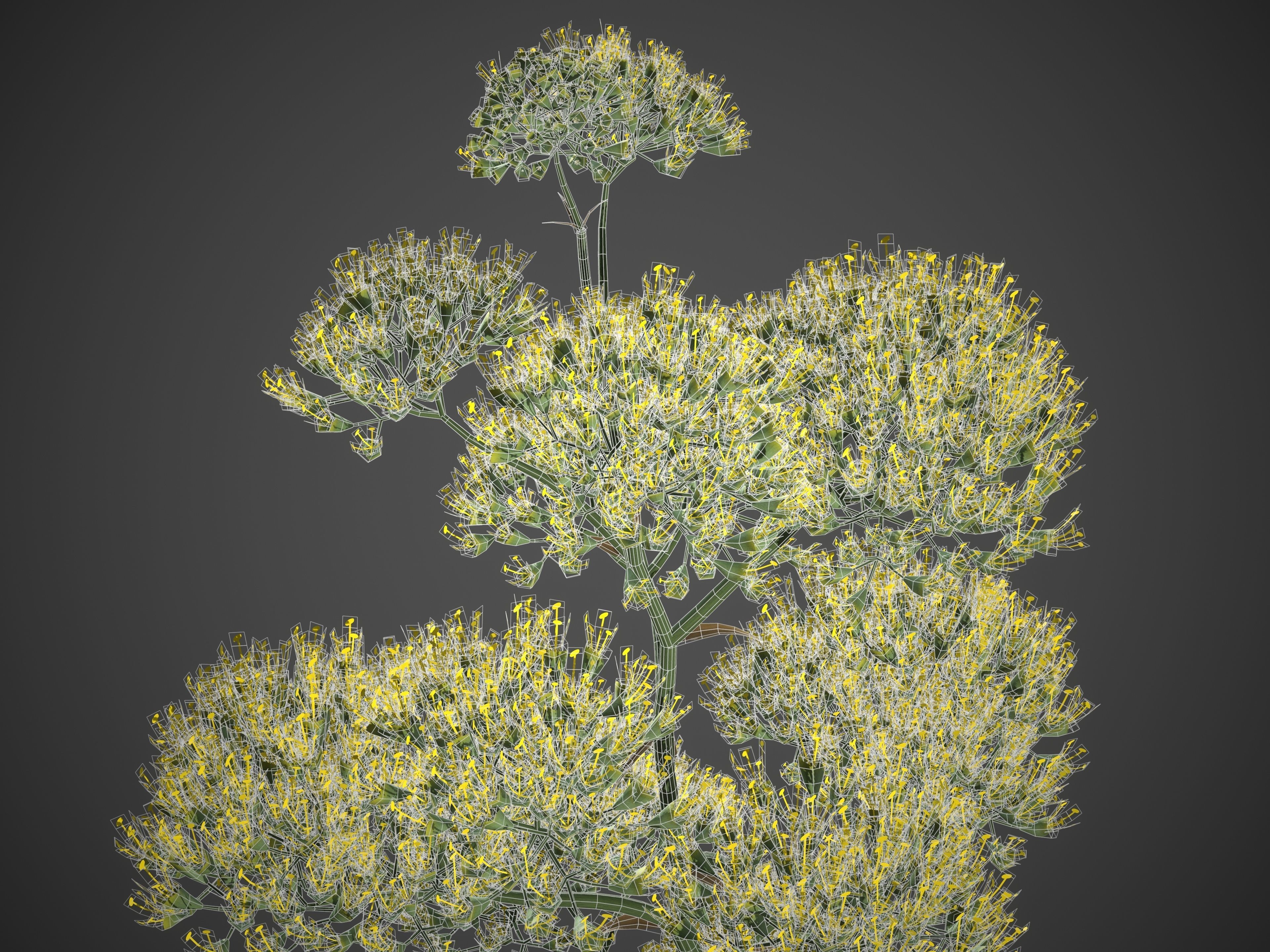 2021 PBR Century Agave Collection - Agave Americana 3D model_10