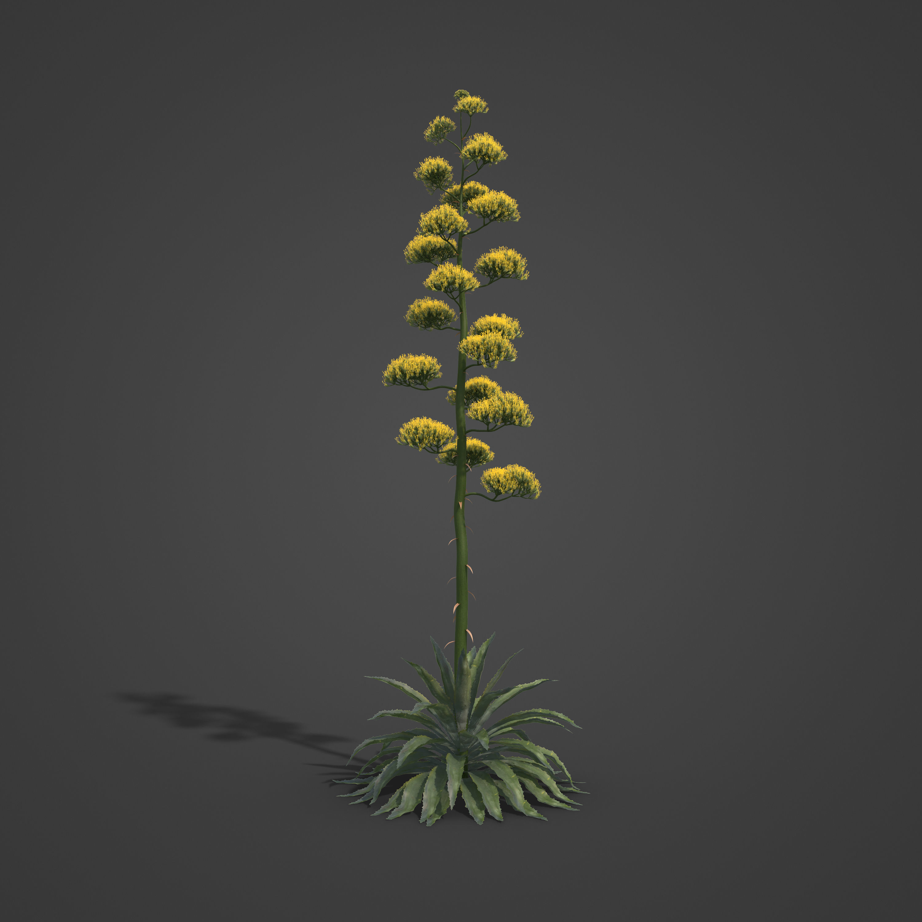 2021 PBR Century Agave Collection - Agave Americana 3D model_6