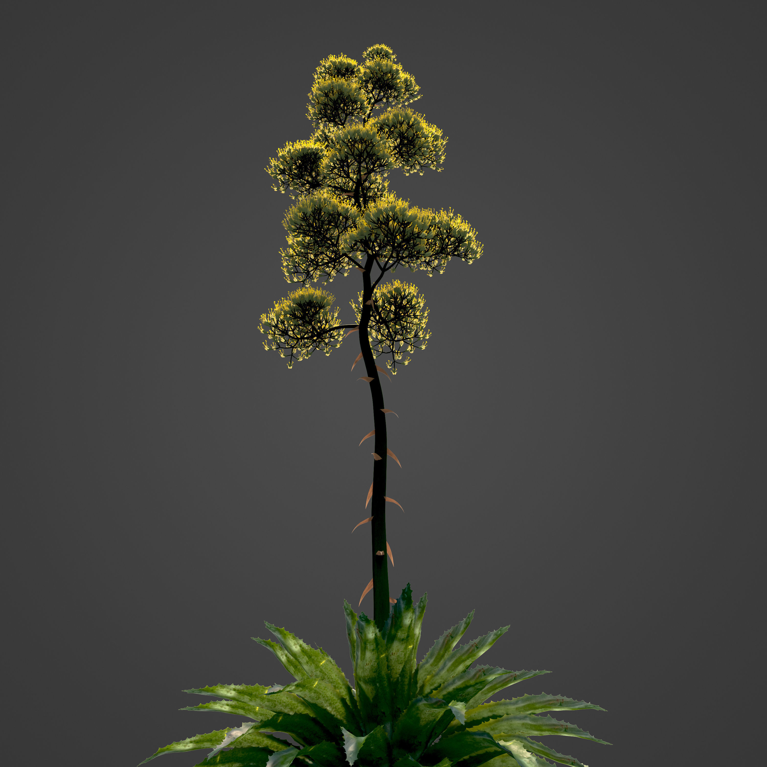 2021 PBR Century Agave Collection - Agave Americana 3D model_8