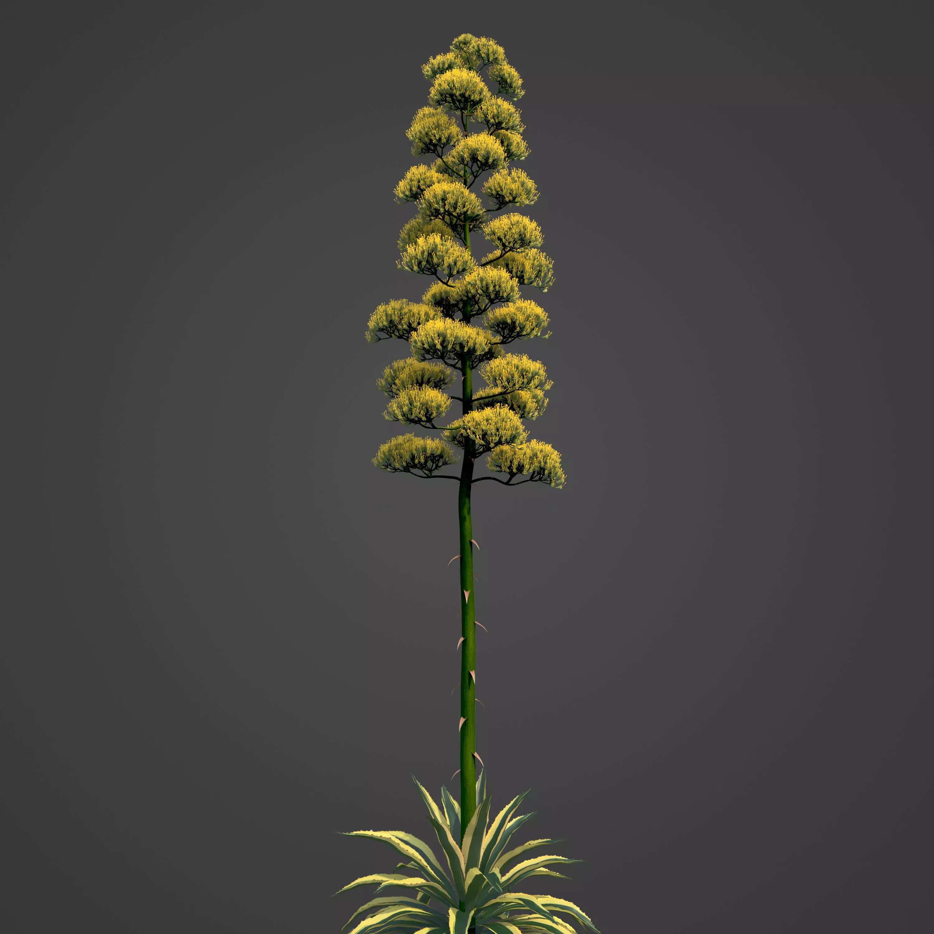 2021 PBR Century Agave Collection - Agave Americana 3D model_0