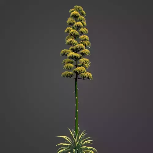 2021 PBR Century Agave Collection - Agave Americana 3D model