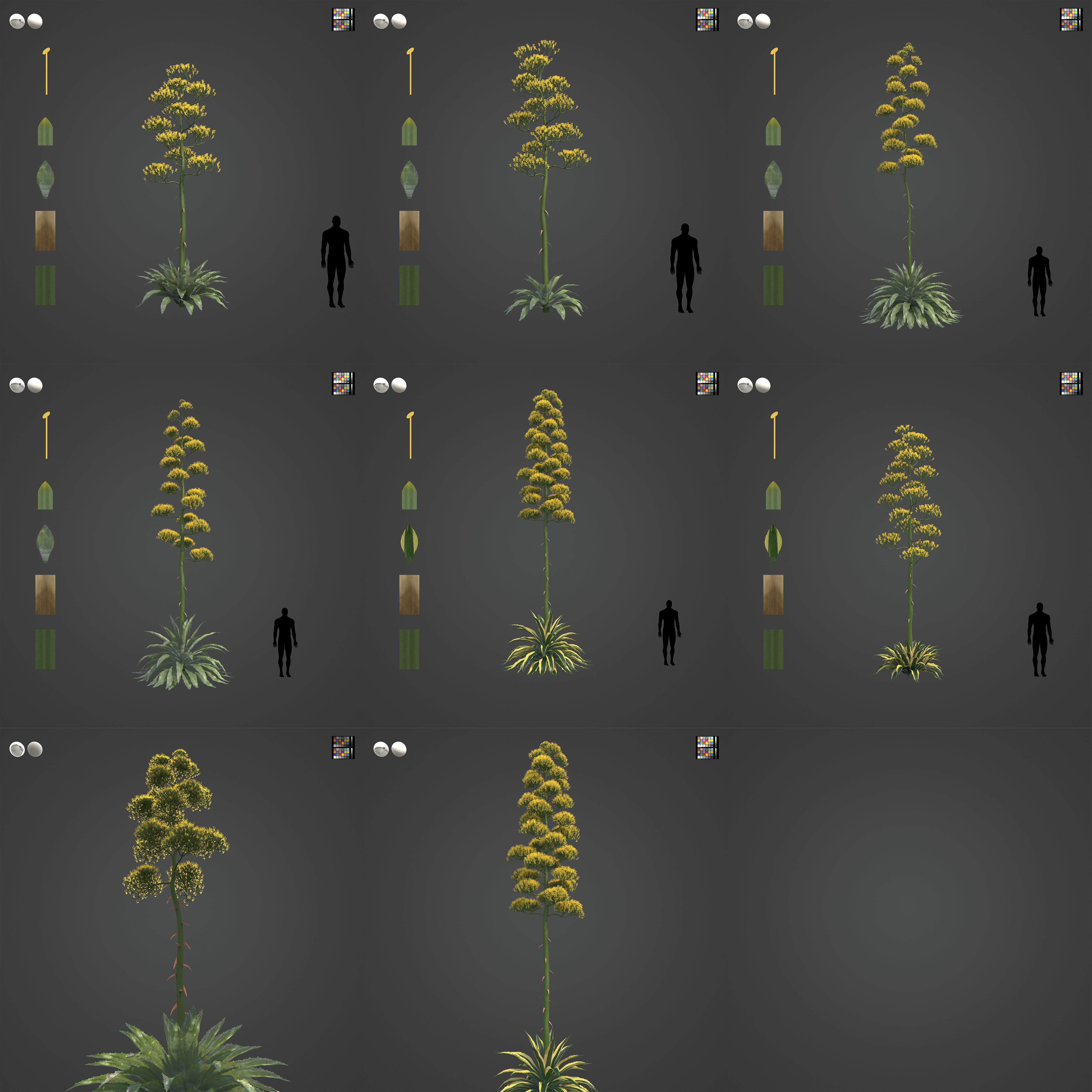 2021 PBR Century Agave Collection - Agave Americana 3D model_3