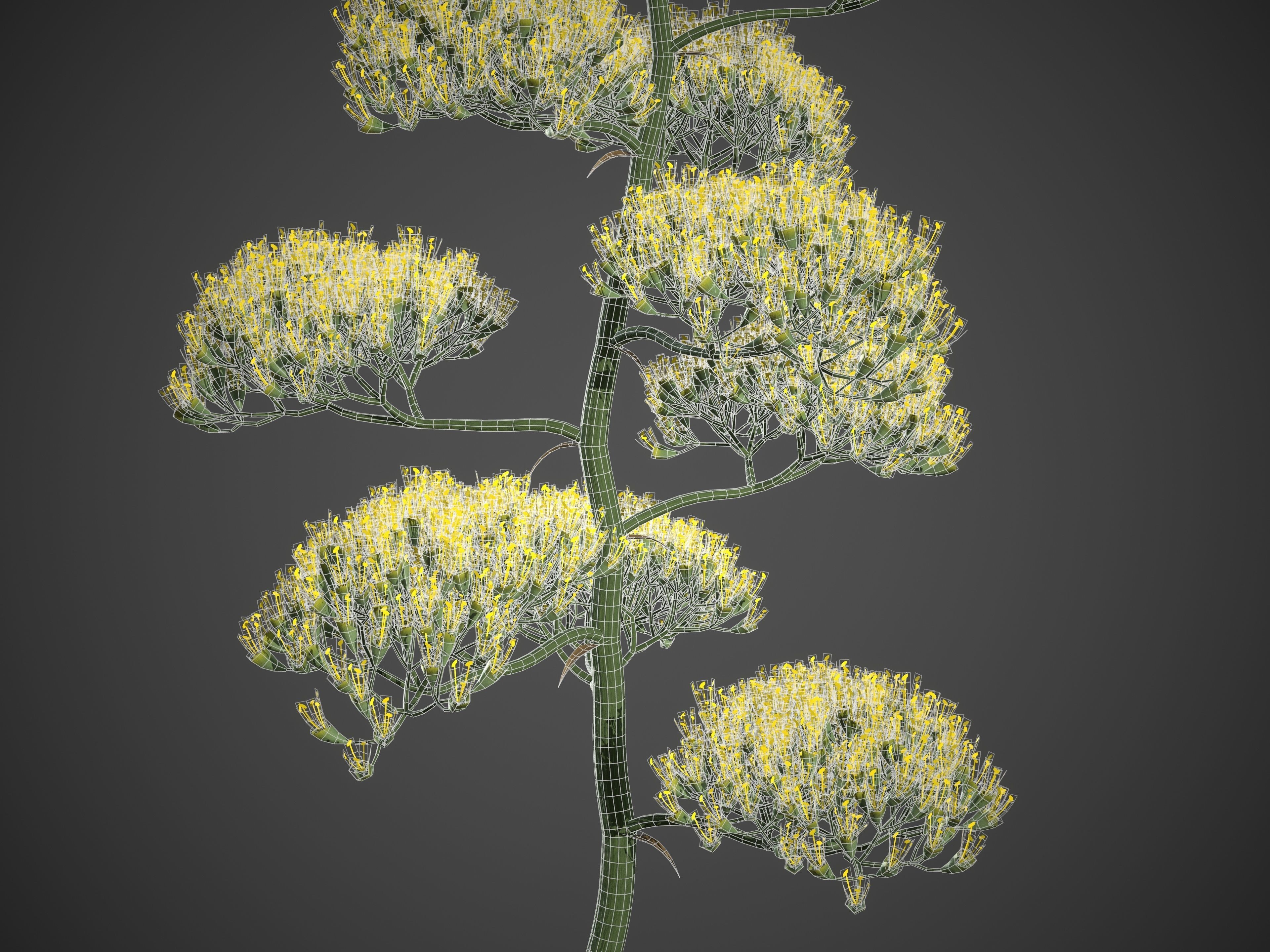 2021 PBR Century Agave Collection - Agave Americana 3D model_9