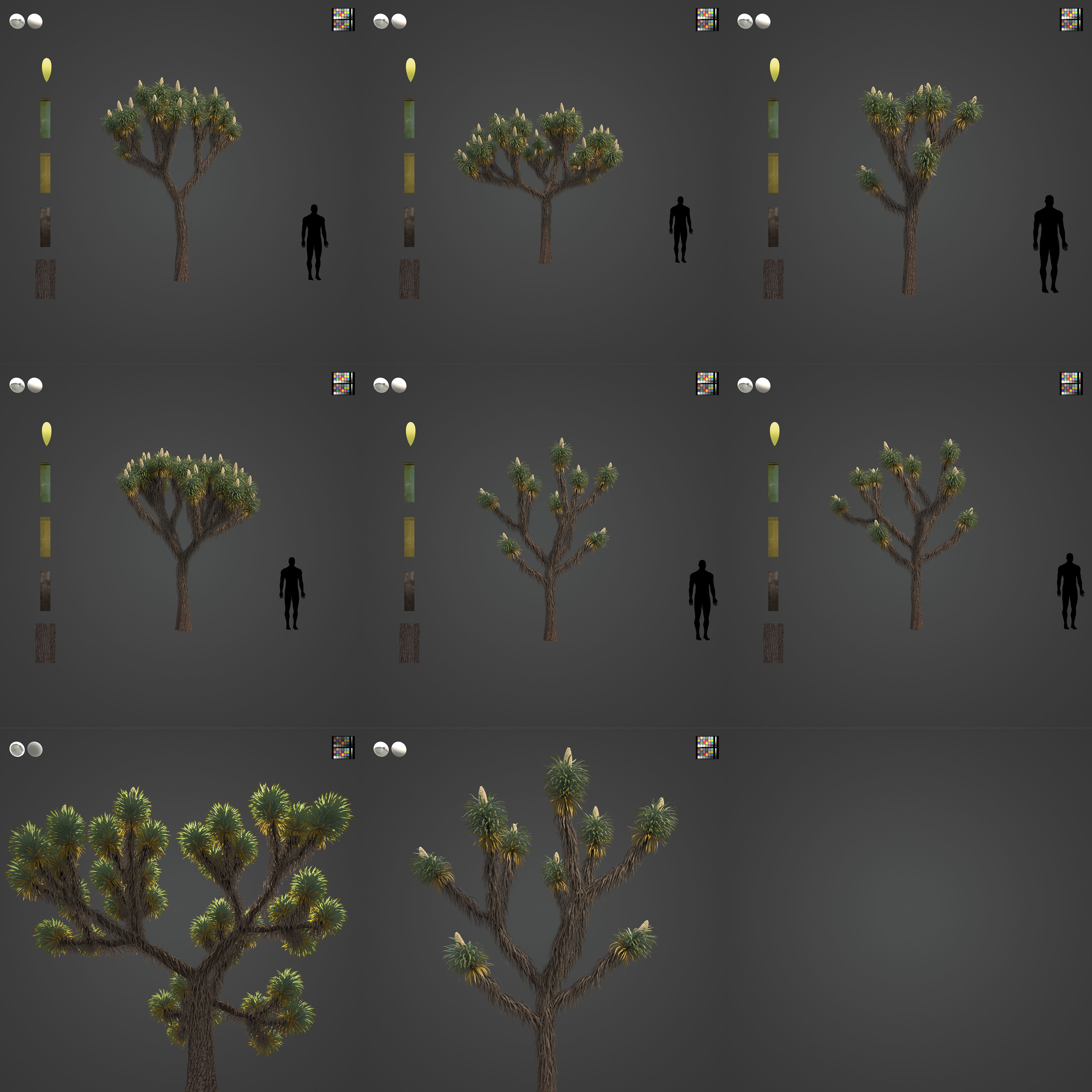 2021 PBR Joshua Tree Collection - Yucca Brevifolia 3D model_3