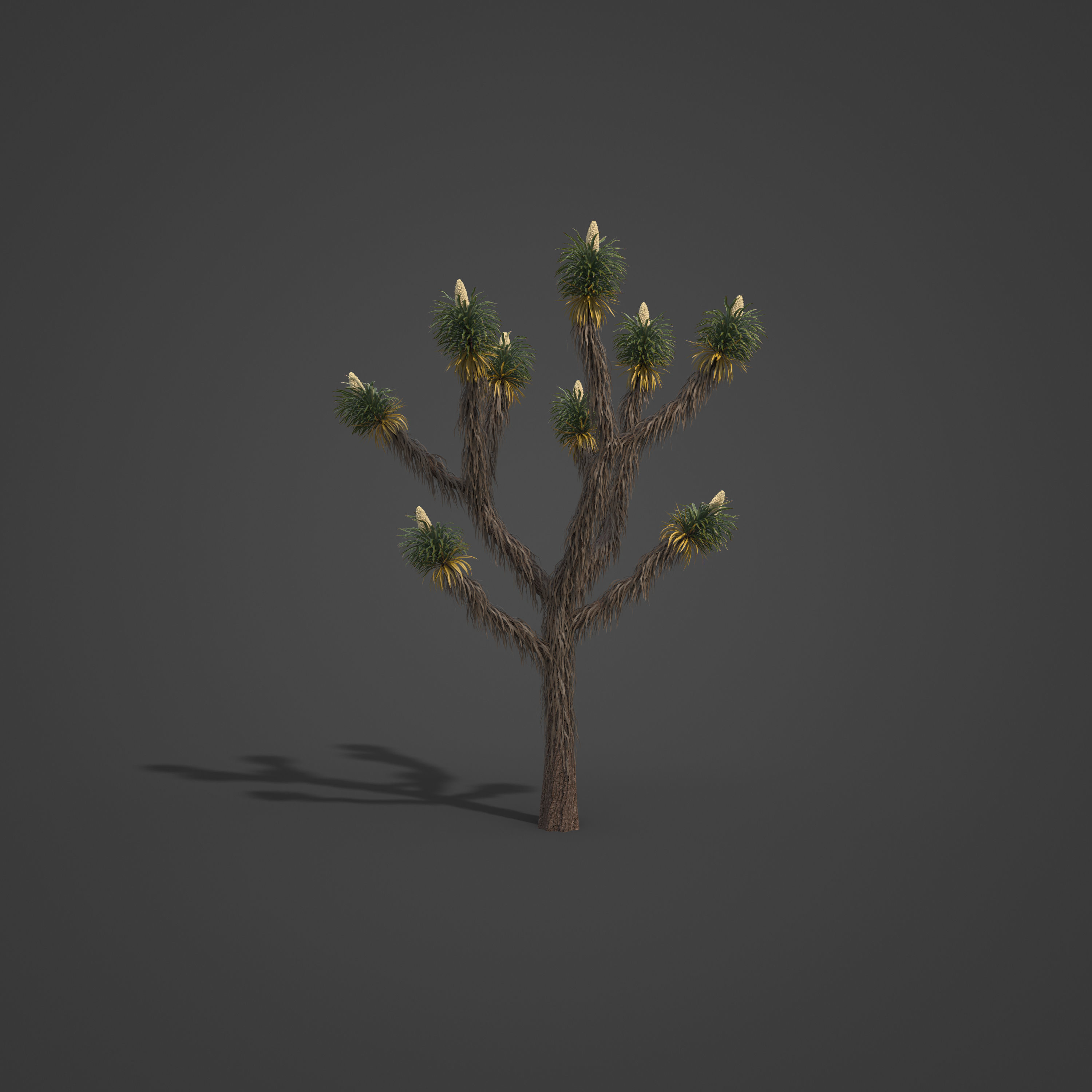 2021 PBR Joshua Tree Collection - Yucca Brevifolia 3D model_4