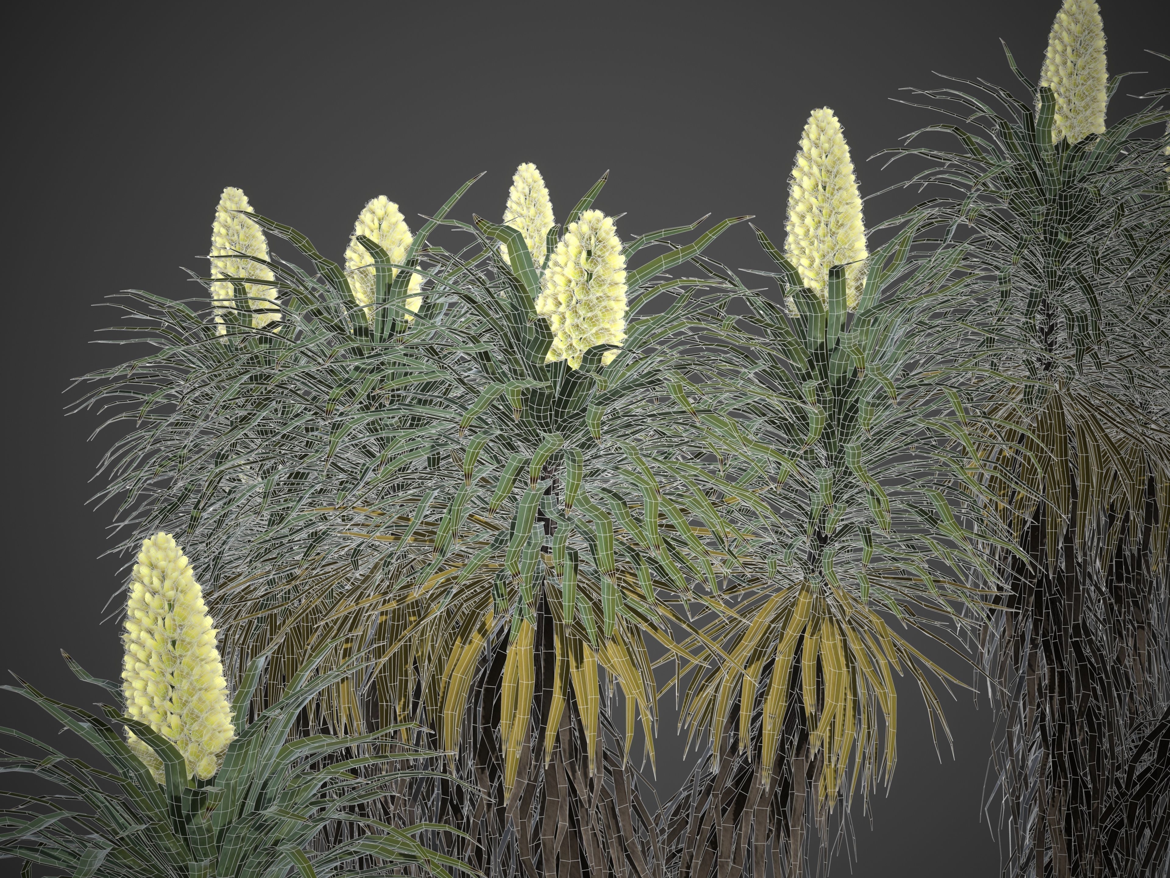 2021 PBR Joshua Tree Collection - Yucca Brevifolia 3D model_10
