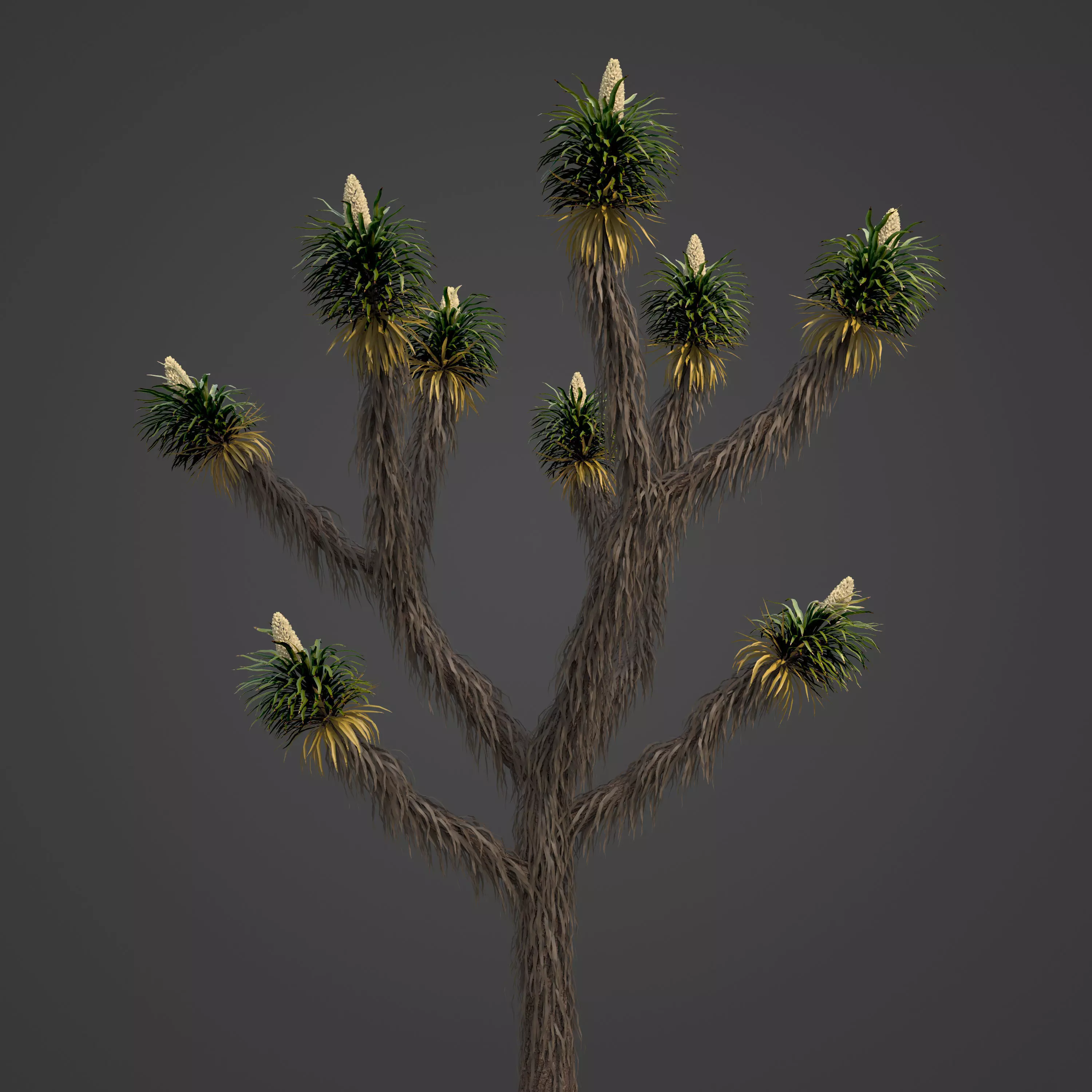 2021 PBR Joshua Tree Collection - Yucca Brevifolia 3D model_0