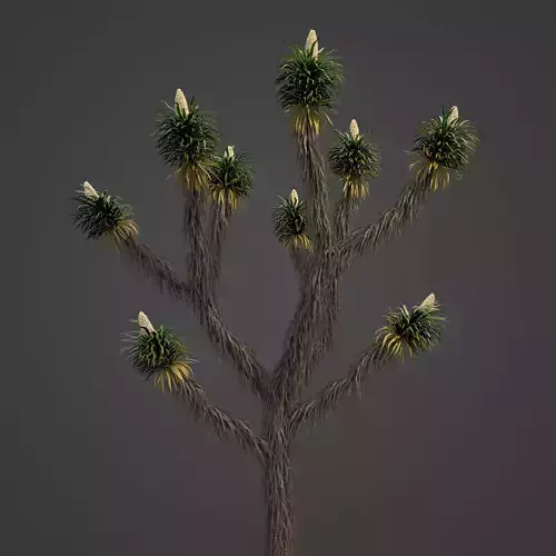 2021 PBR Joshua Tree Collection - Yucca Brevifolia 3D model