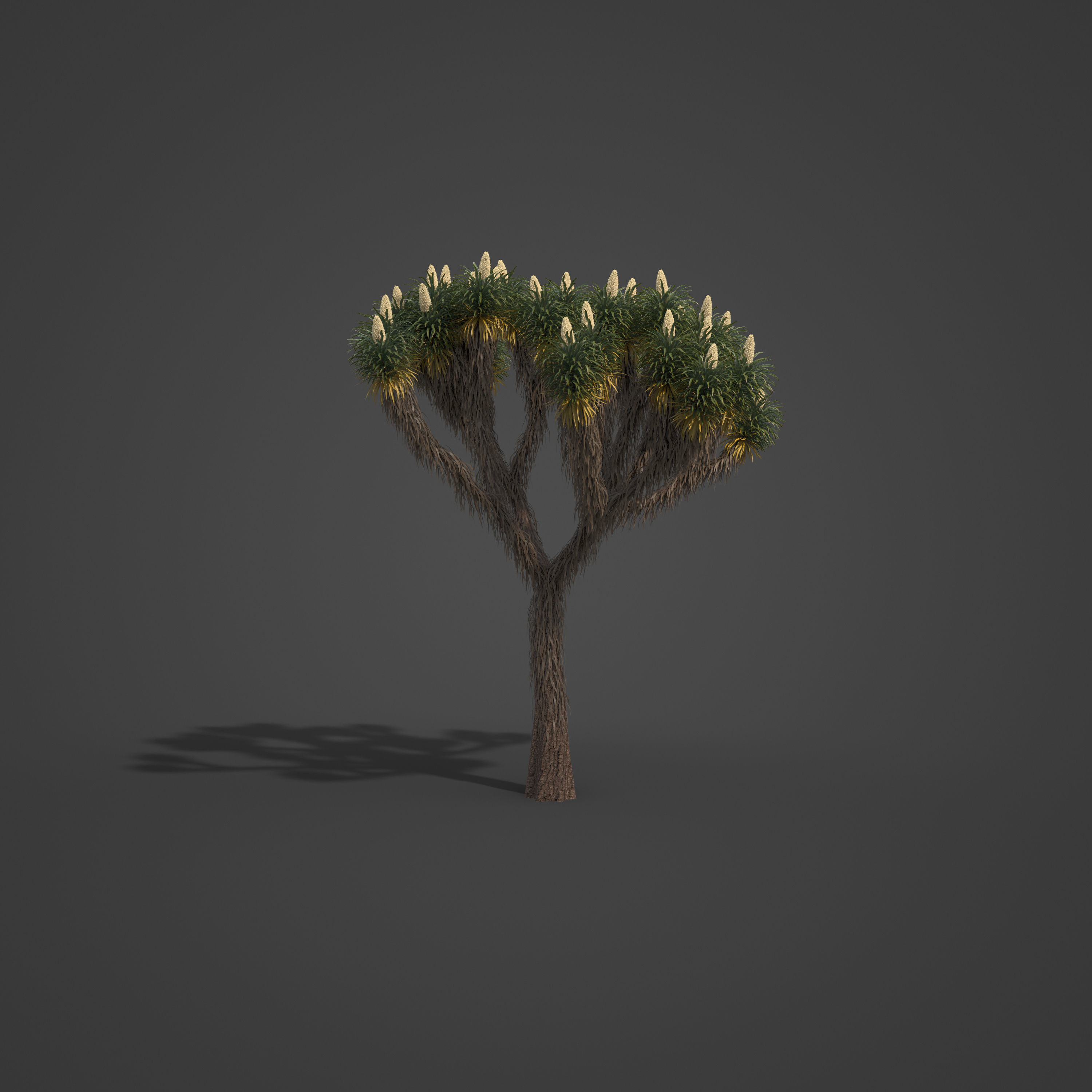 2021 PBR Joshua Tree Collection - Yucca Brevifolia 3D model_5