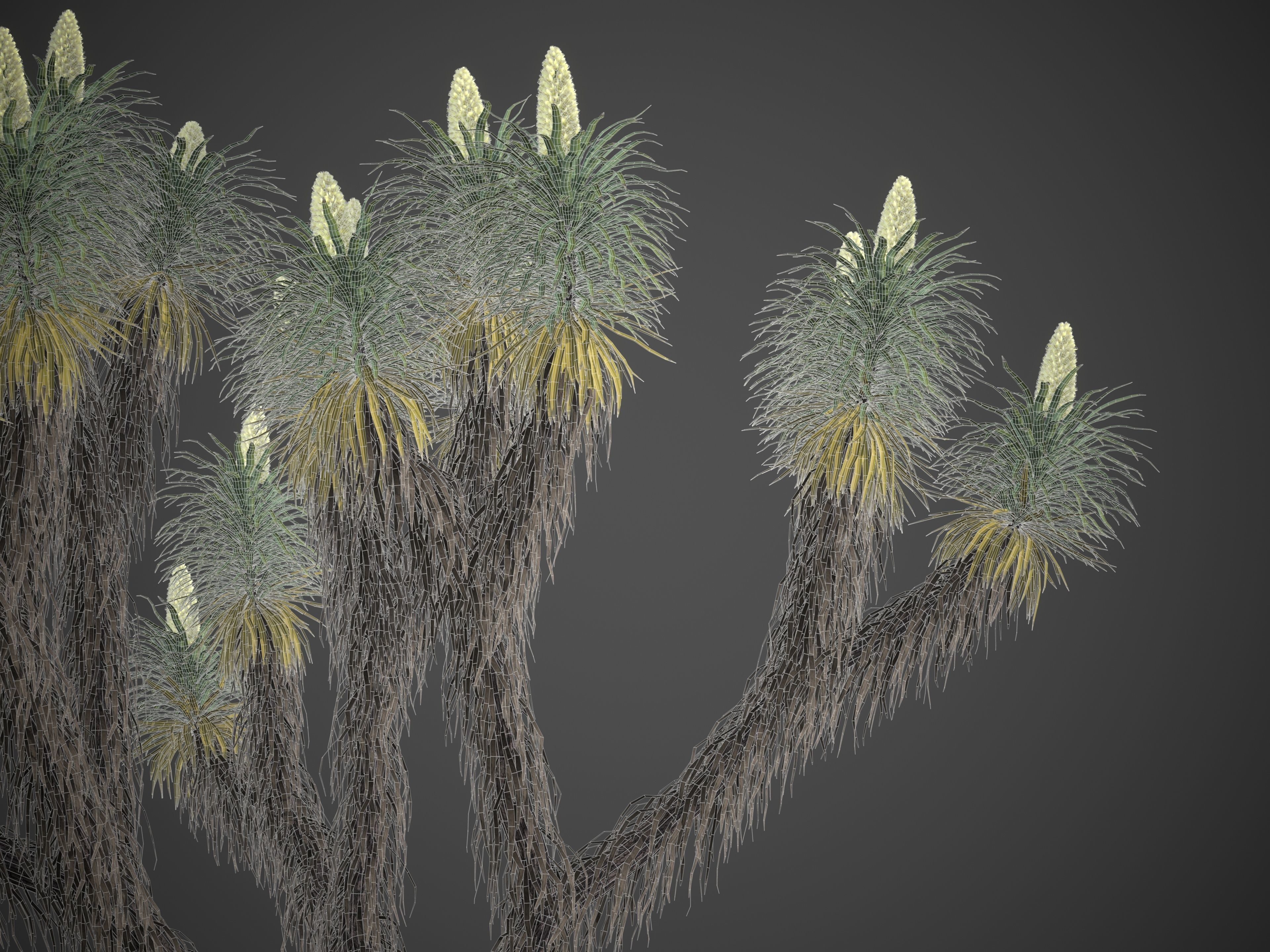 2021 PBR Joshua Tree Collection - Yucca Brevifolia 3D model_9