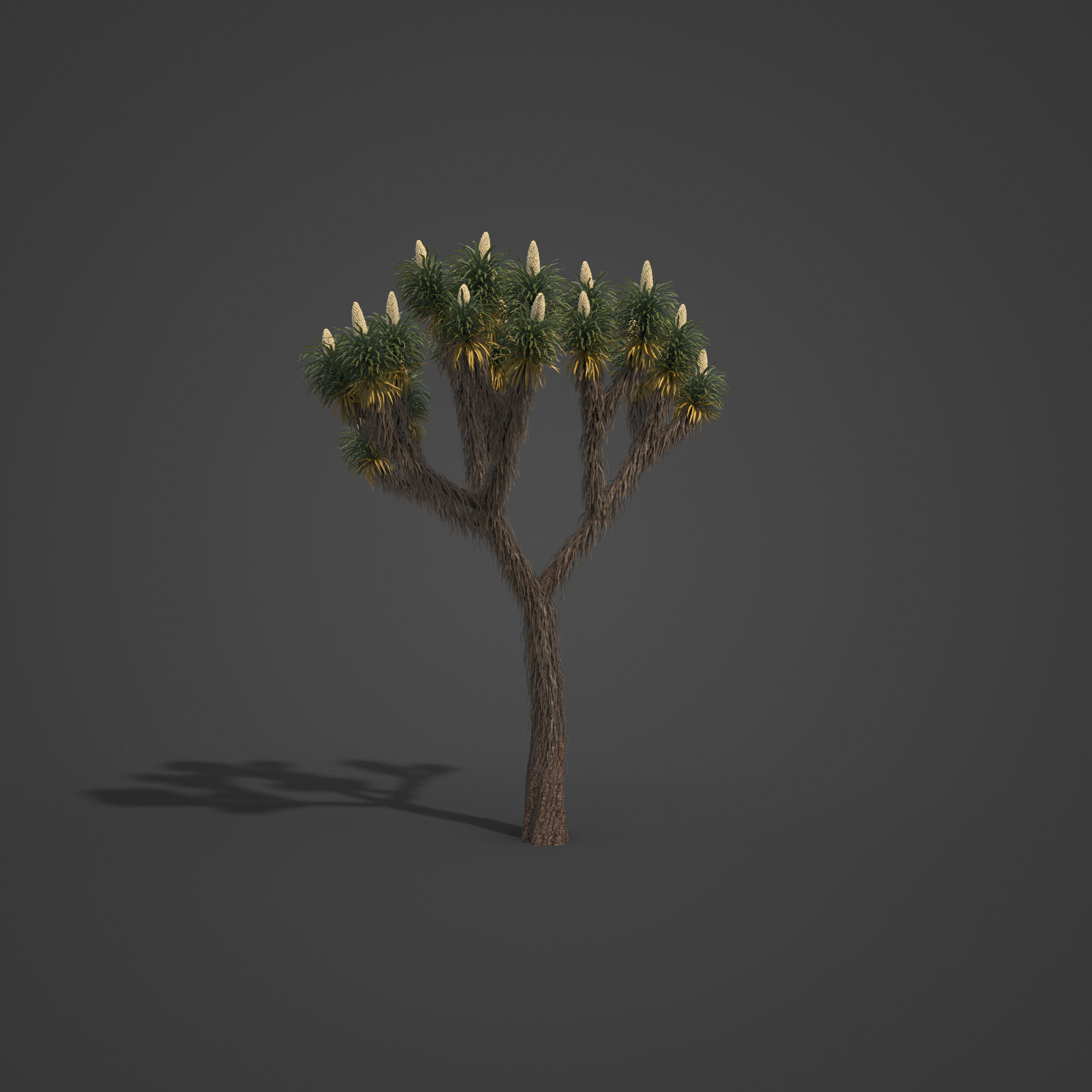 2021 PBR Joshua Tree Collection - Yucca Brevifolia 3D model_6