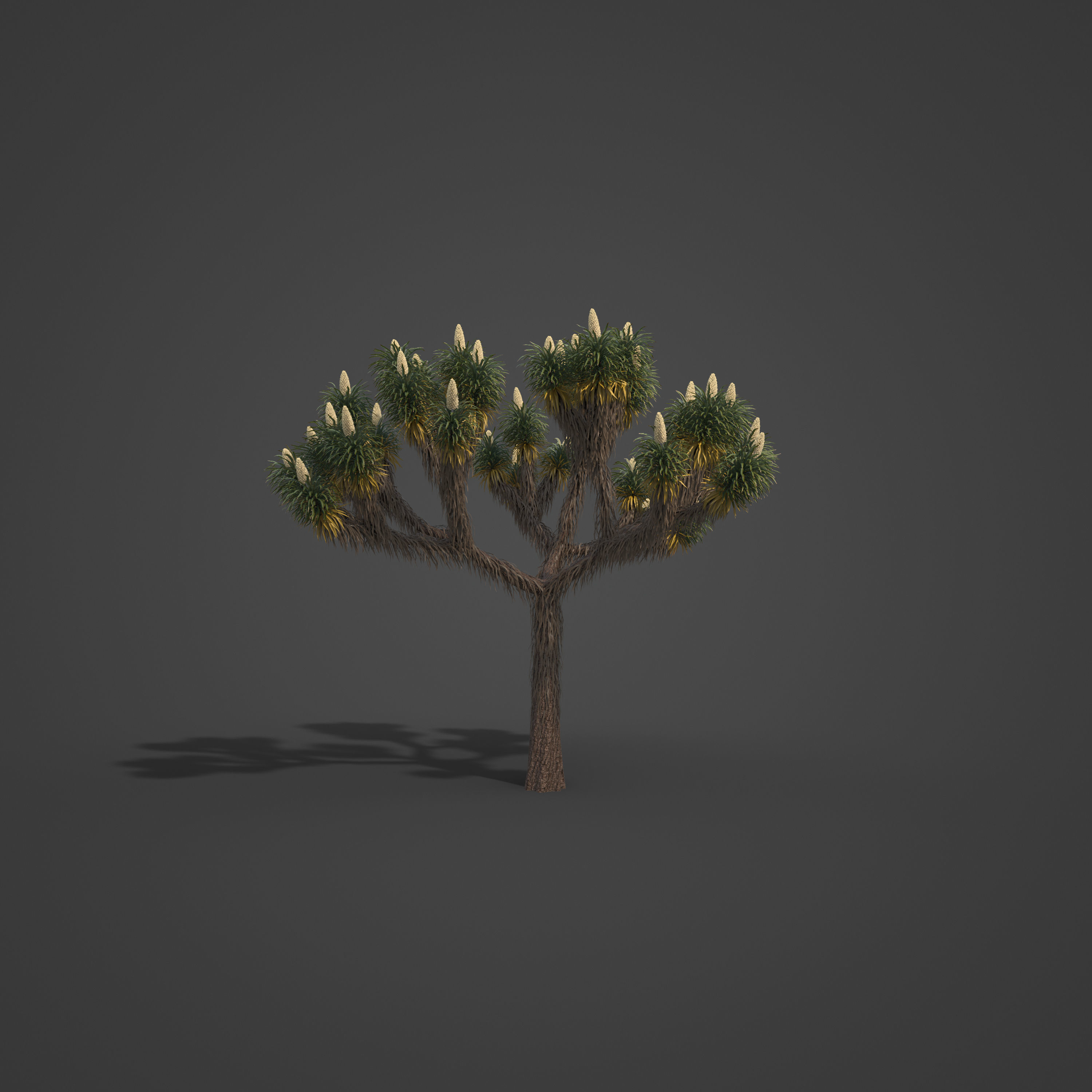2021 PBR Joshua Tree Collection - Yucca Brevifolia 3D model_7