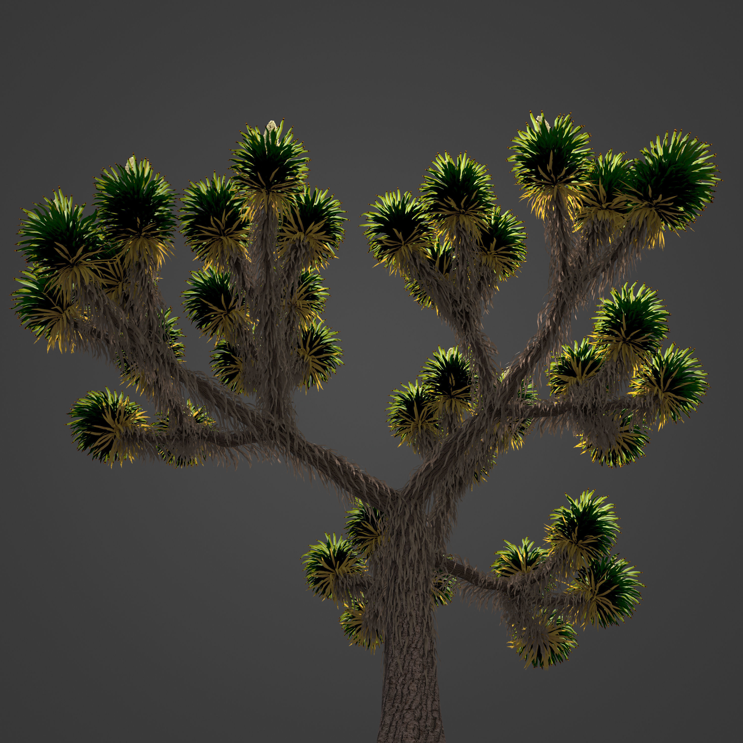 2021 PBR Joshua Tree Collection - Yucca Brevifolia 3D model_8