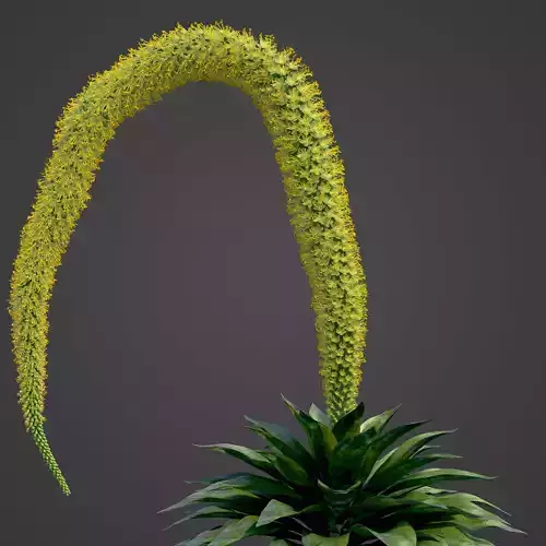 2021 PBR Foxtail Agave Collection - Agave Attenuata 