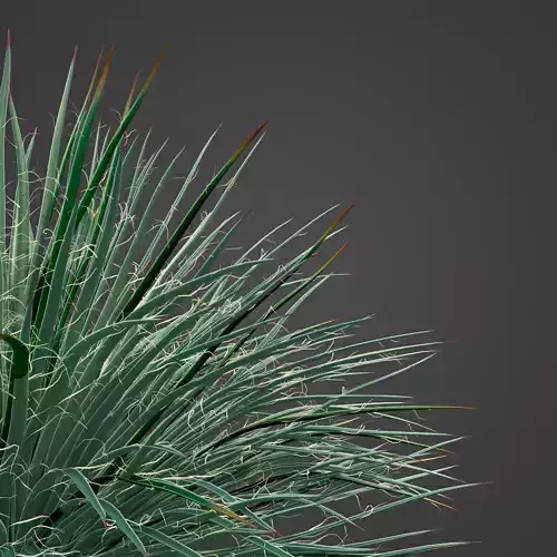 2021 PBR Twin Flowered Agave Collection - Agave Geminiflora 