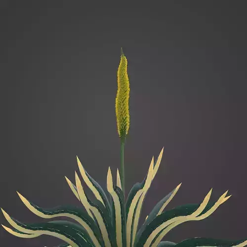 2021 PBR Octopus Agave Collection - Agave Vilmoriniana 