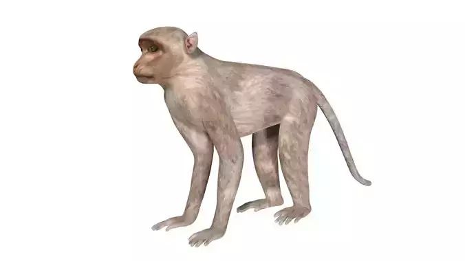Monkey Low-poly 3D model