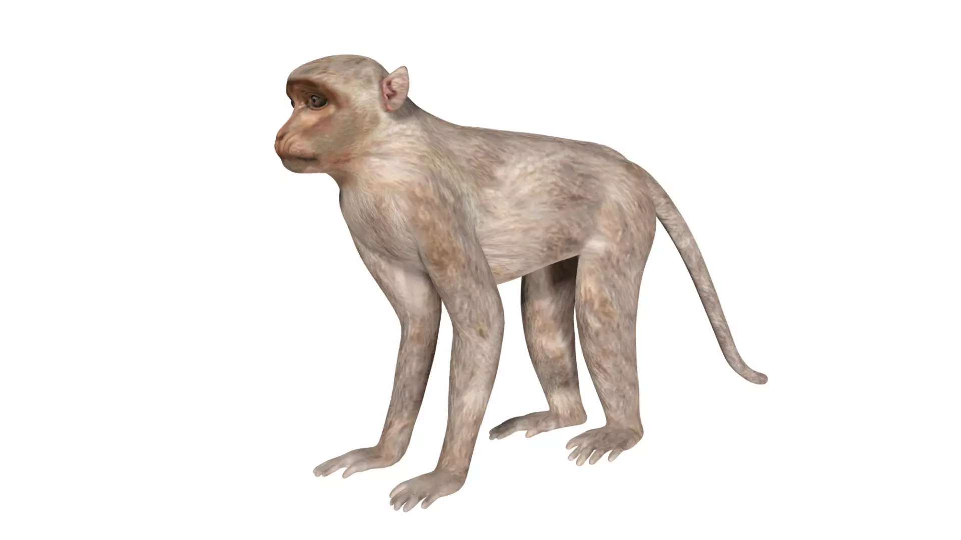 Monkey Low-poly 3D model
