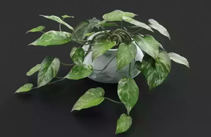Pothos Plant