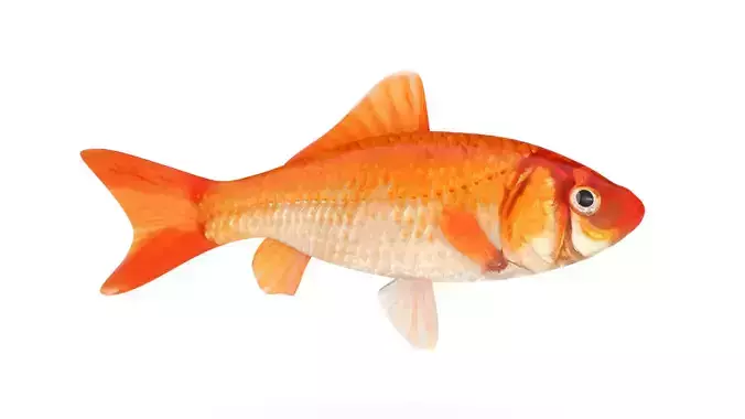 Gold Carp 3D model