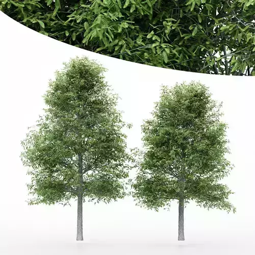 2diffrent tree Shingle Oak 2 trees Models in the scene