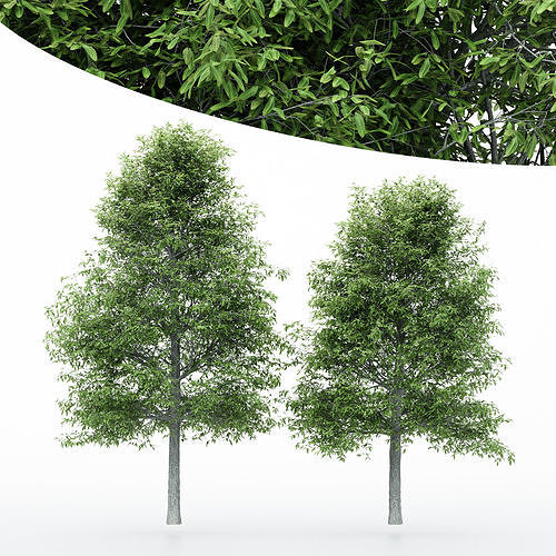 2diffrent tree Shingle Oak 2 trees Models in the scene 3D model