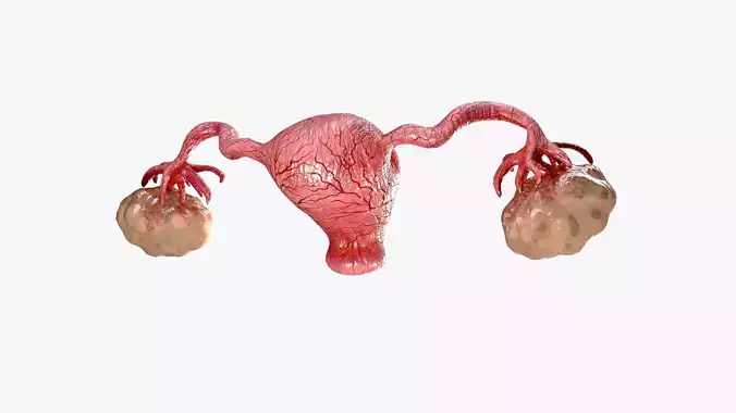 uterus and ovaries Low-poly 3D model