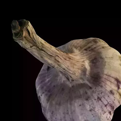 4k Garlic 3D model
