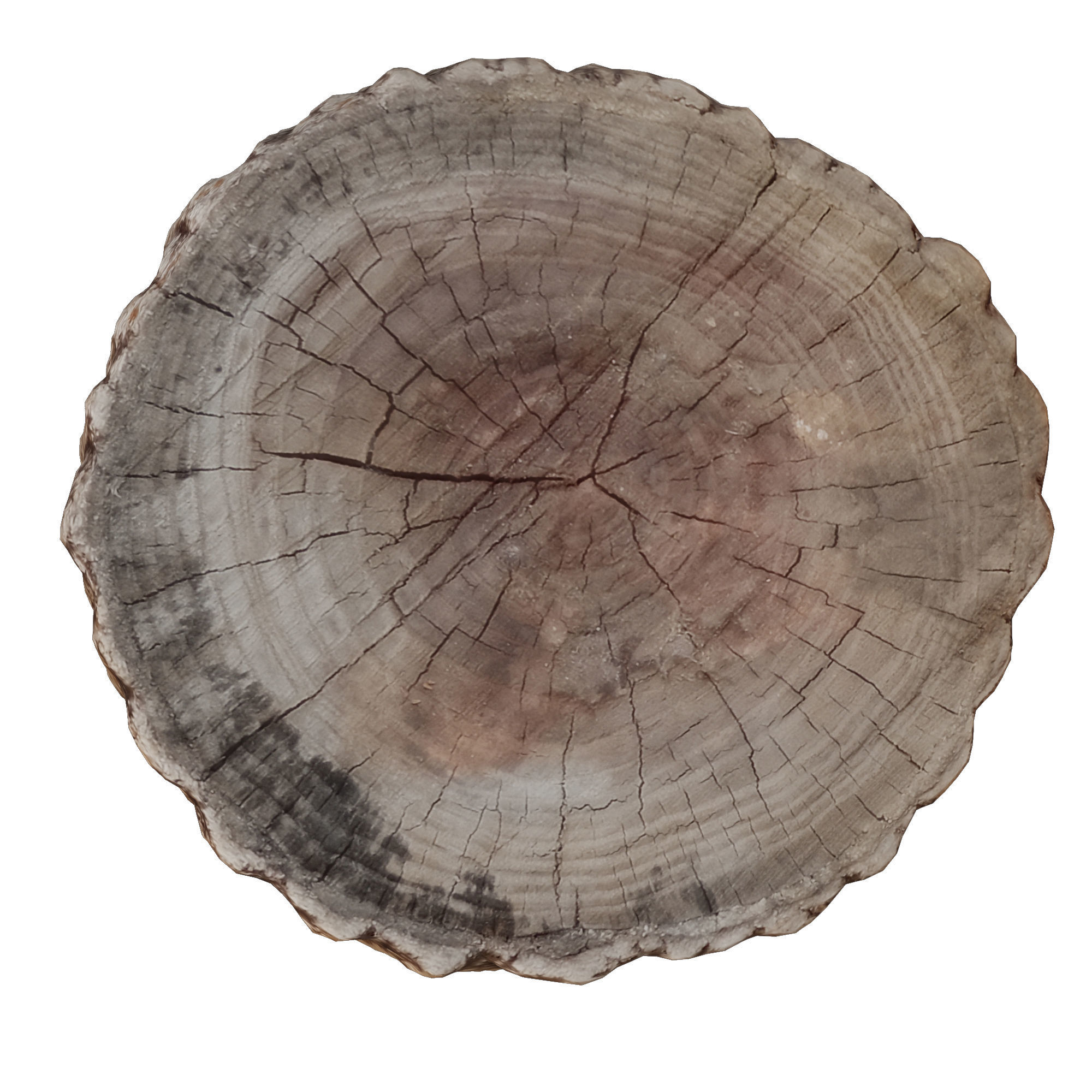 tree trunk 7 3D model_4