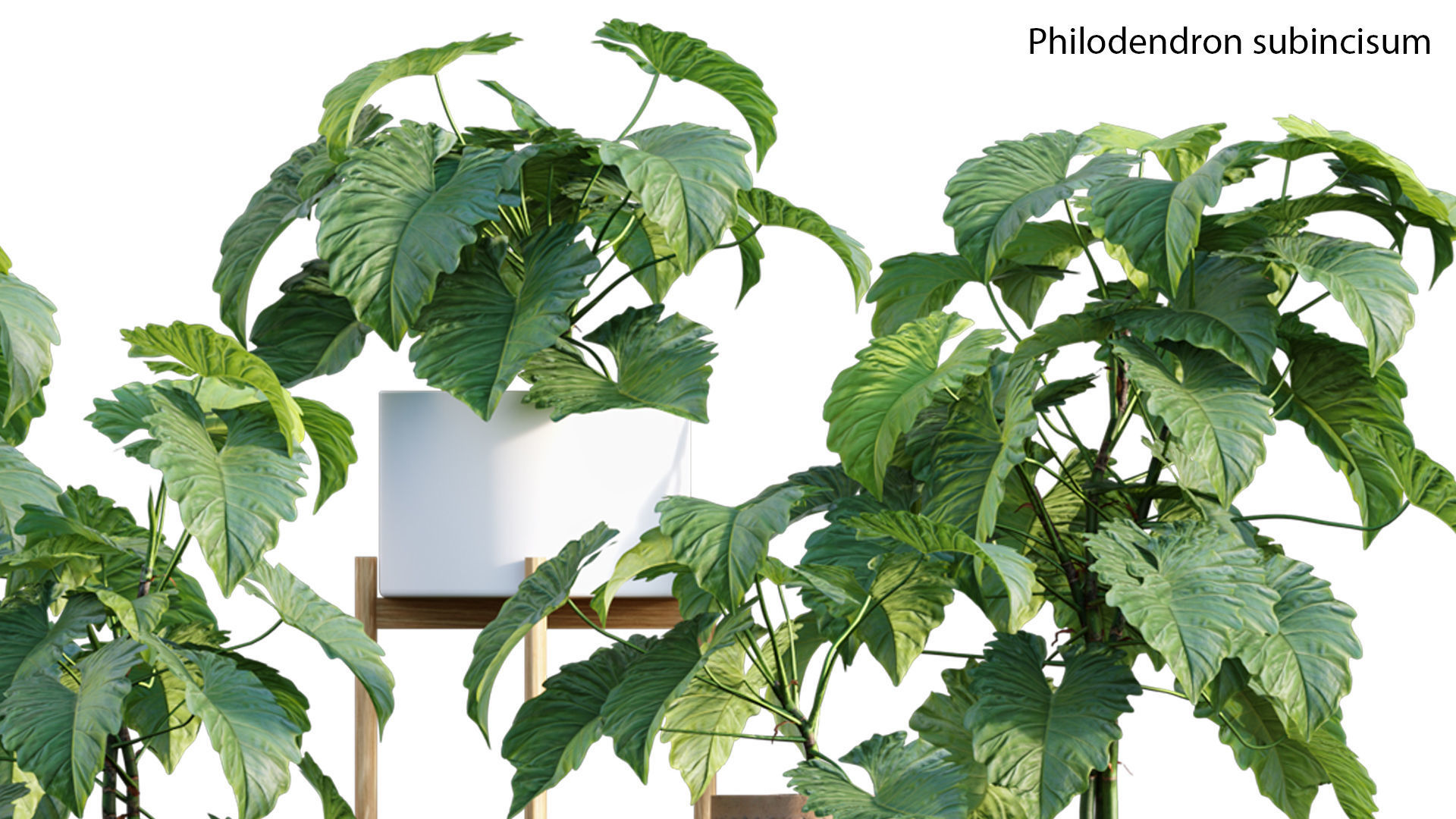 Philodendron subincisum 3D model | CGTrader