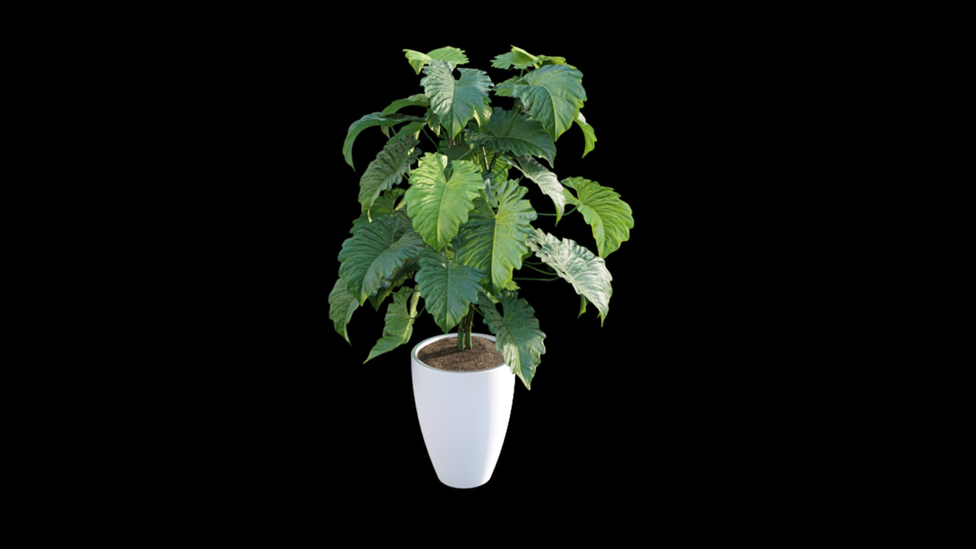 sb plant SB Plant Invigorator Concentrate 500ml  Plant Studio