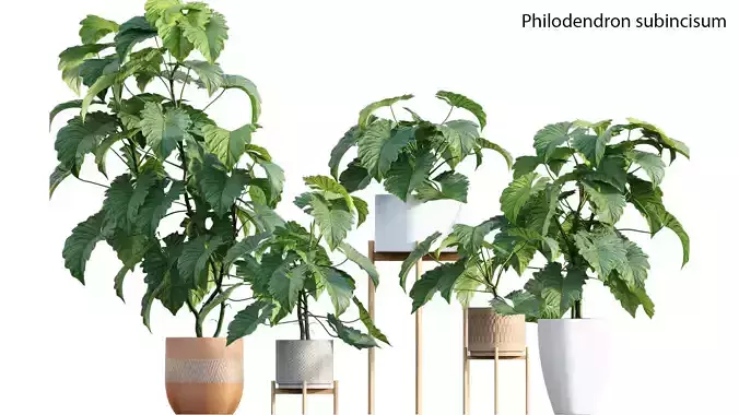 Philodendron subincisum 3D model