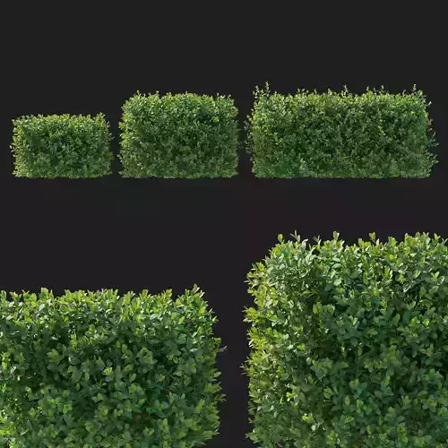 Boxwood bush 3D model