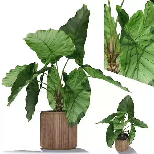 Plants collection 548