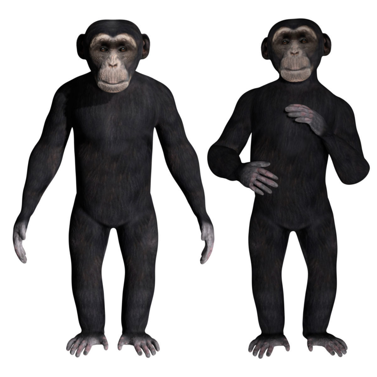 Chimpanzee Low-poly 3D model_1