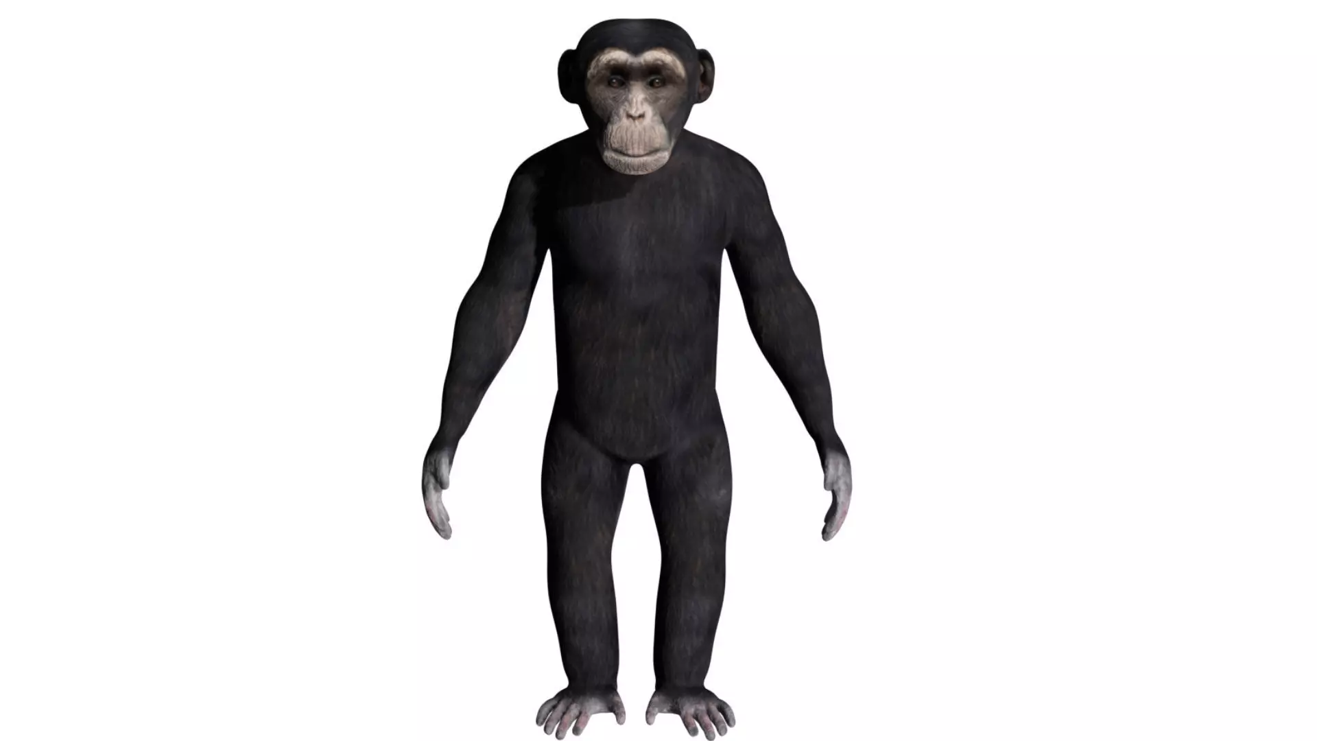 Chimpanzee Low-poly 3D model_0