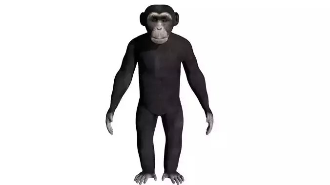 Chimpanzee Low-poly 3D model