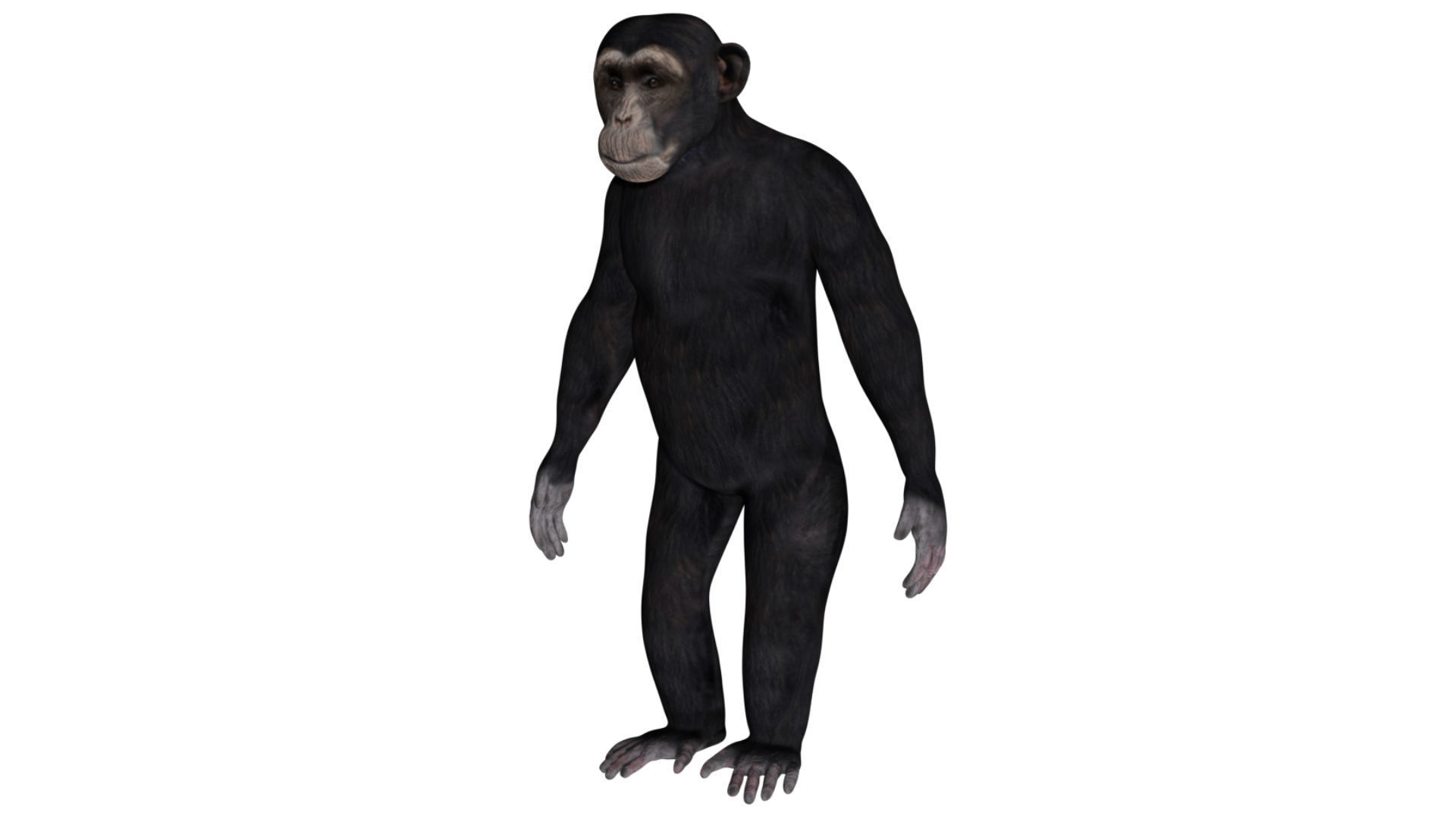 Chimpanzee Low-poly 3D model_2